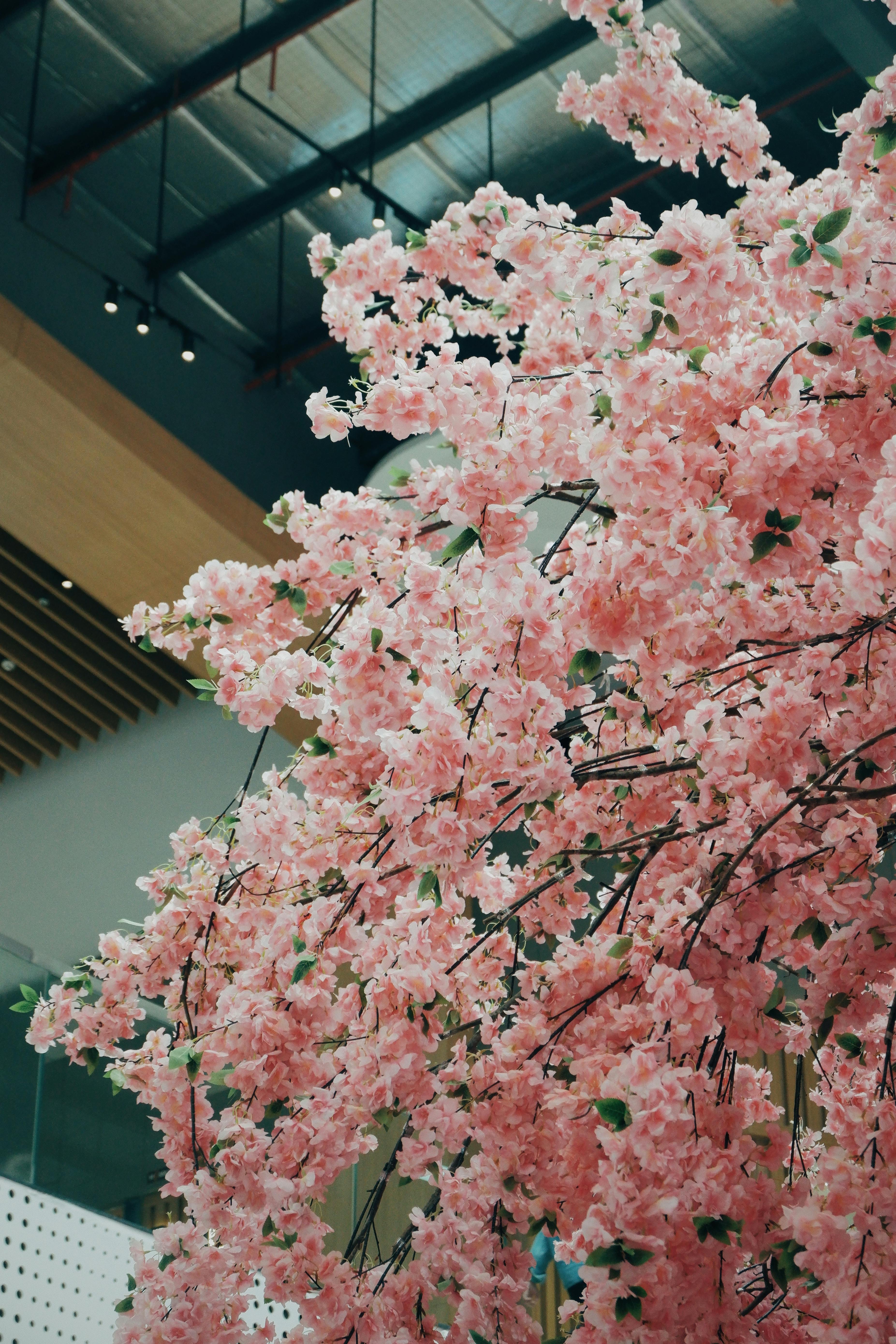 Beautiful pink cherry blossoms blooming inside a modern building, providing a serene spring ambiance.