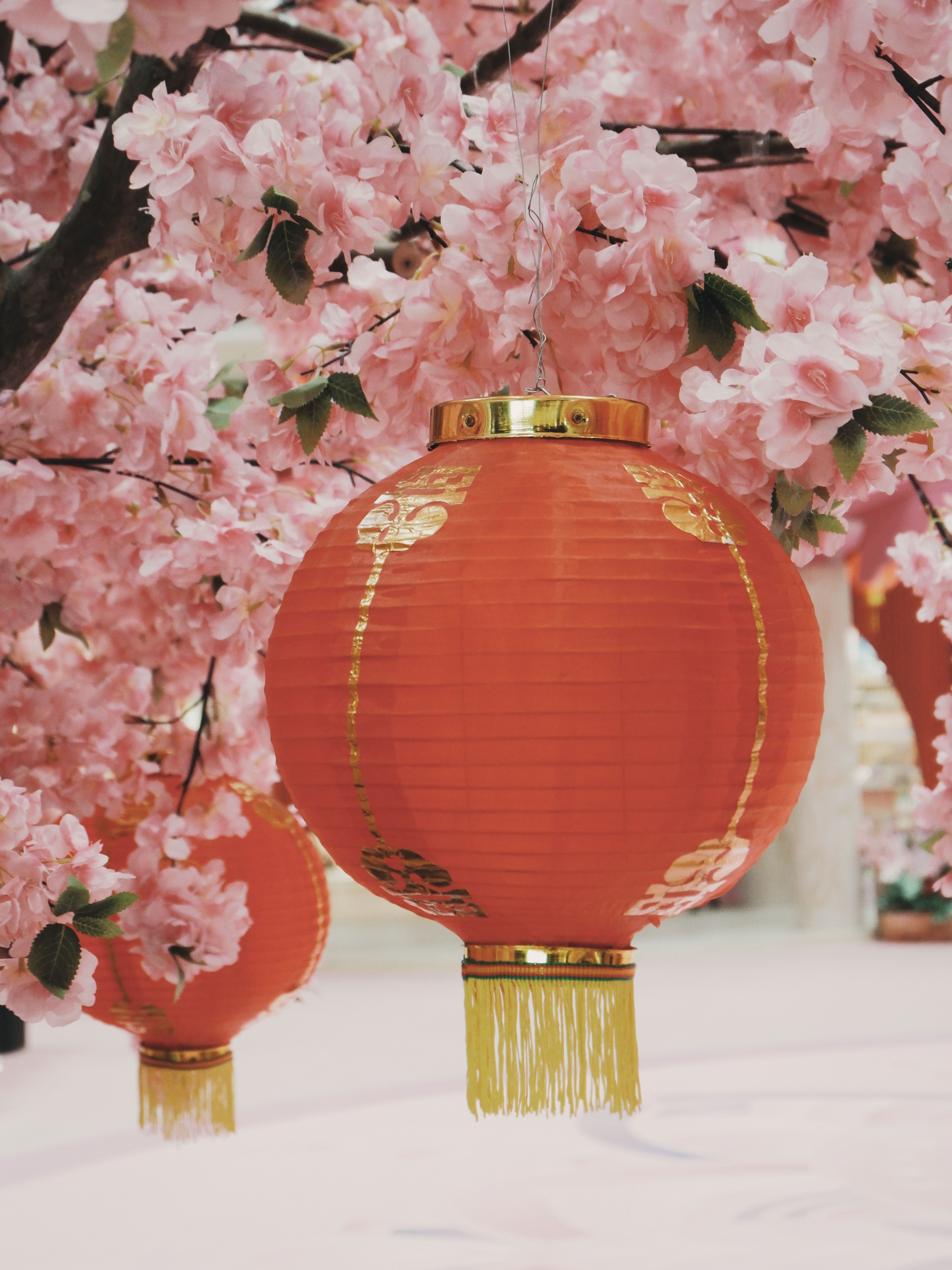 Red Lanterns Amid Cherry Blossoms in Spring · Free Stock Photo