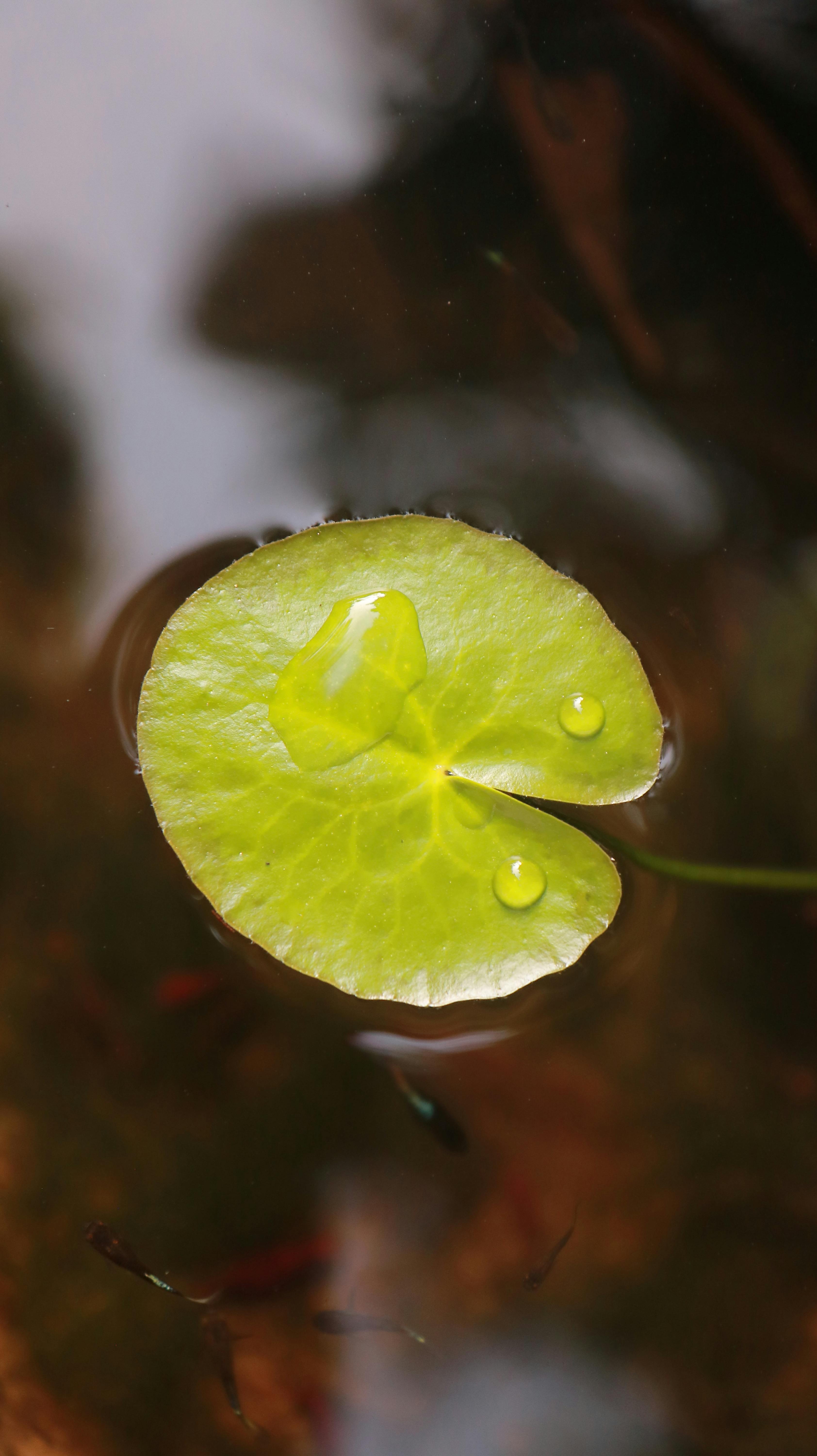 common:alt.prefix Ilmainen kuvapankkikuva tunnisteilla botaniikka, eko, harmonia common:alt.postfix