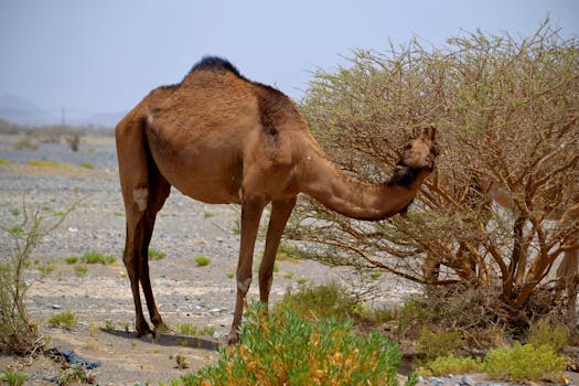 Salalah, Oman photo 3