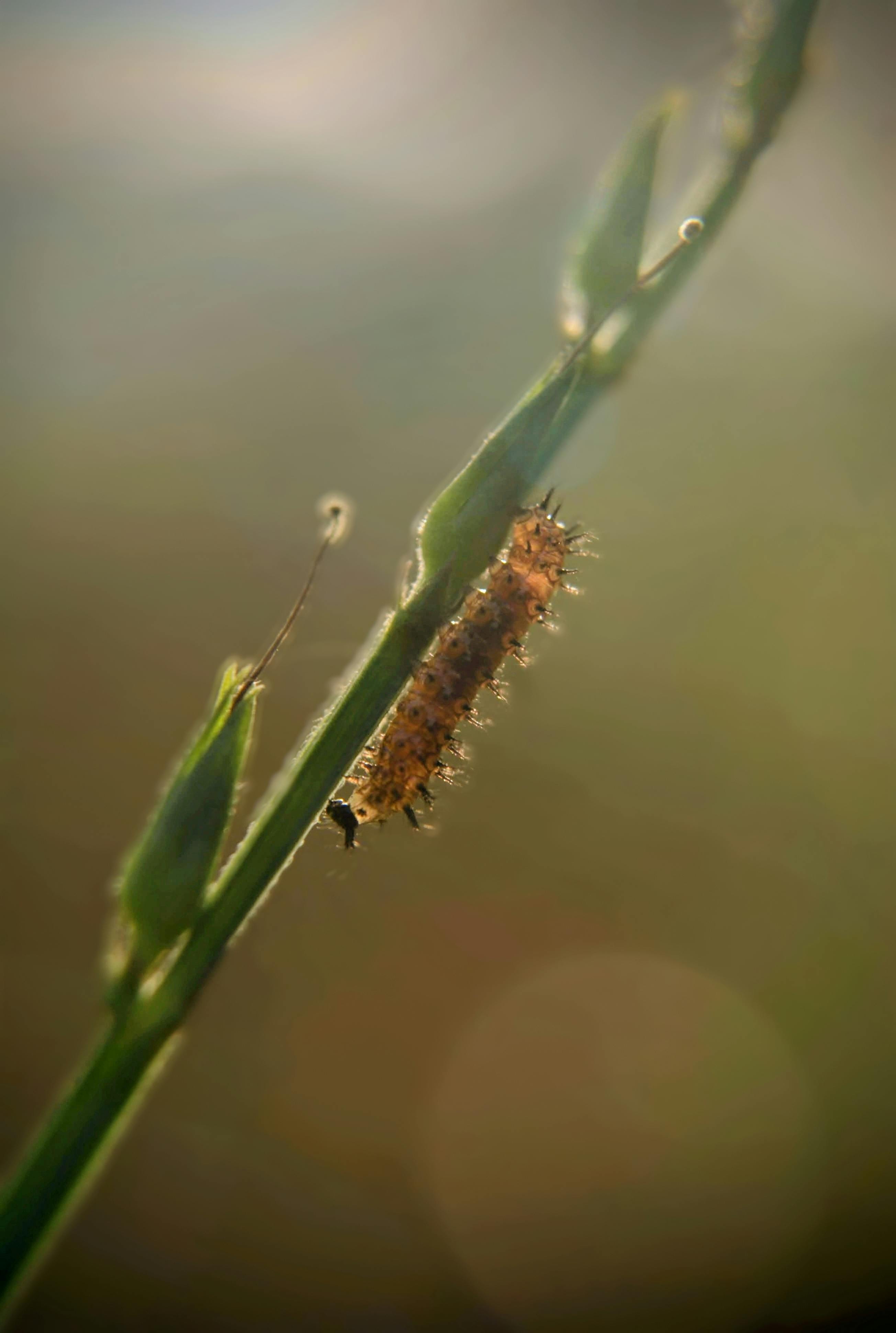 ฟรี ภาพมาโครระยะใกล้ของหนอนผีเสื้อบนพื้นหญ้า ถ่ายในชวาตะวันตก ประเทศอินโดนีเซีย คลังภาพถ่าย