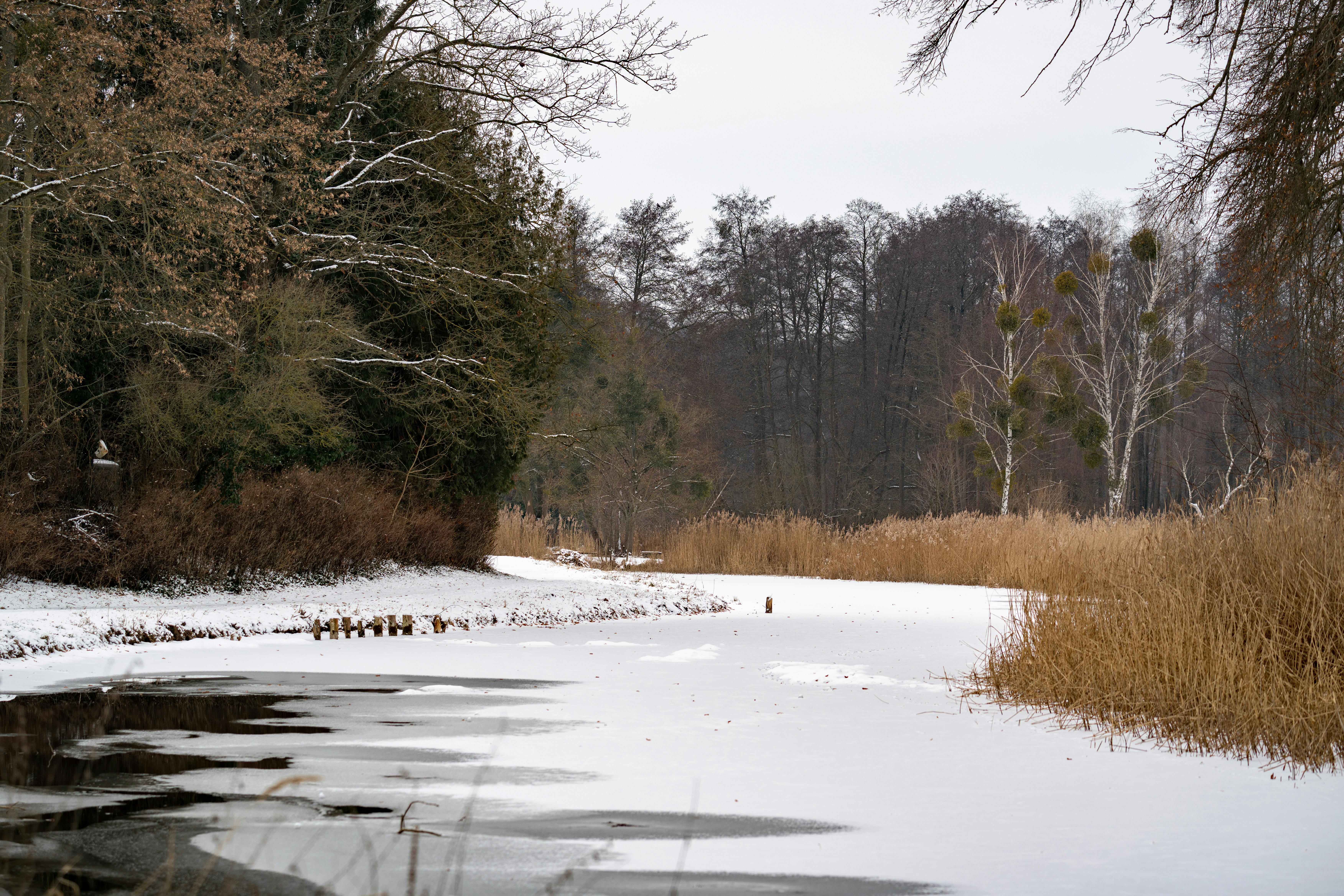 Gratis Una serena scena invernale con un fiume ghiacciato circondato da alberi e canneti innevati. Foto a disposizione
