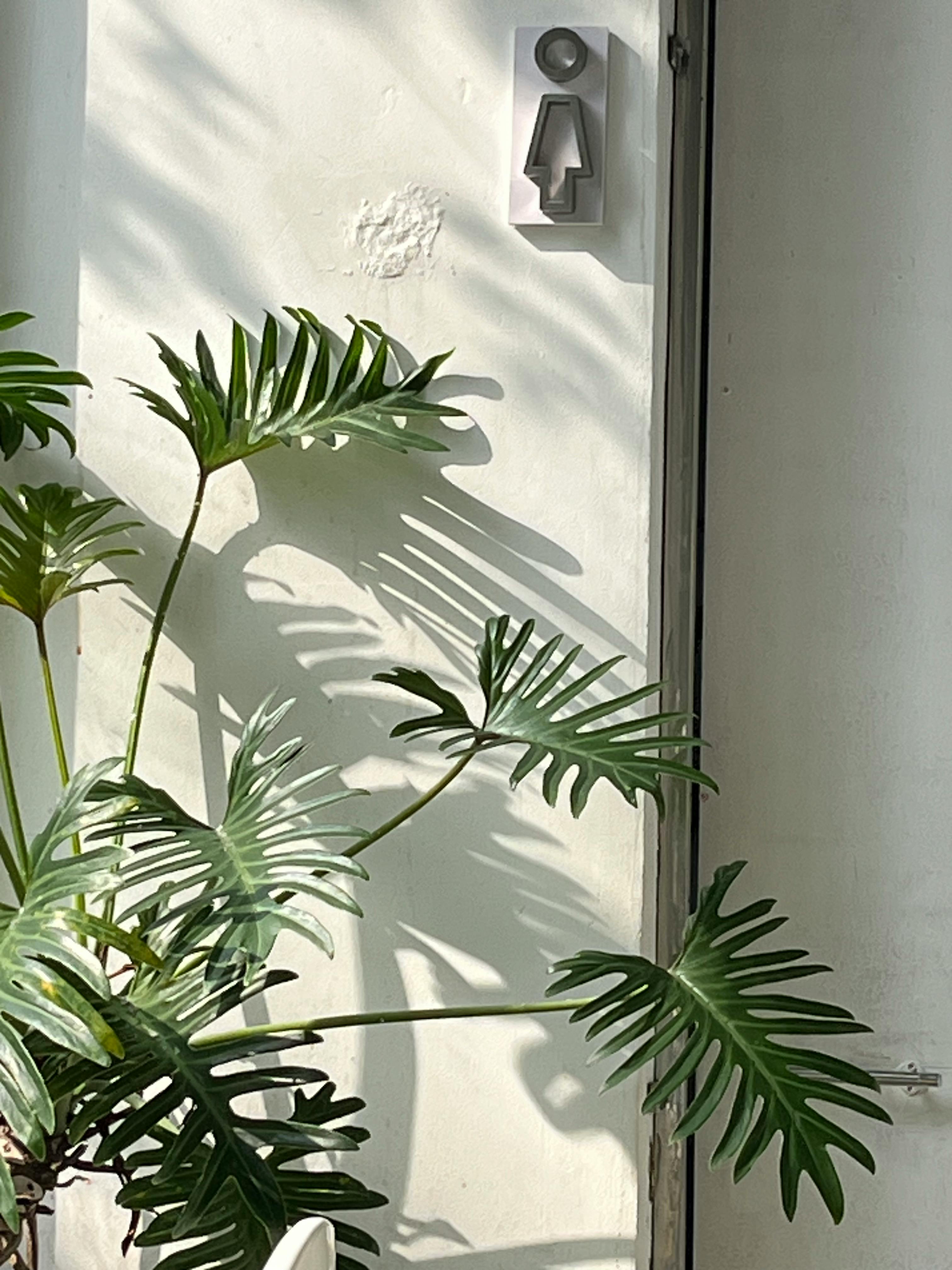 Gratis Le foglie di filodendro illuminate dal sole proiettano ombre artistiche su una parete, creando un'atmosfera ariosa e tropicale all'interno. Foto a disposizione