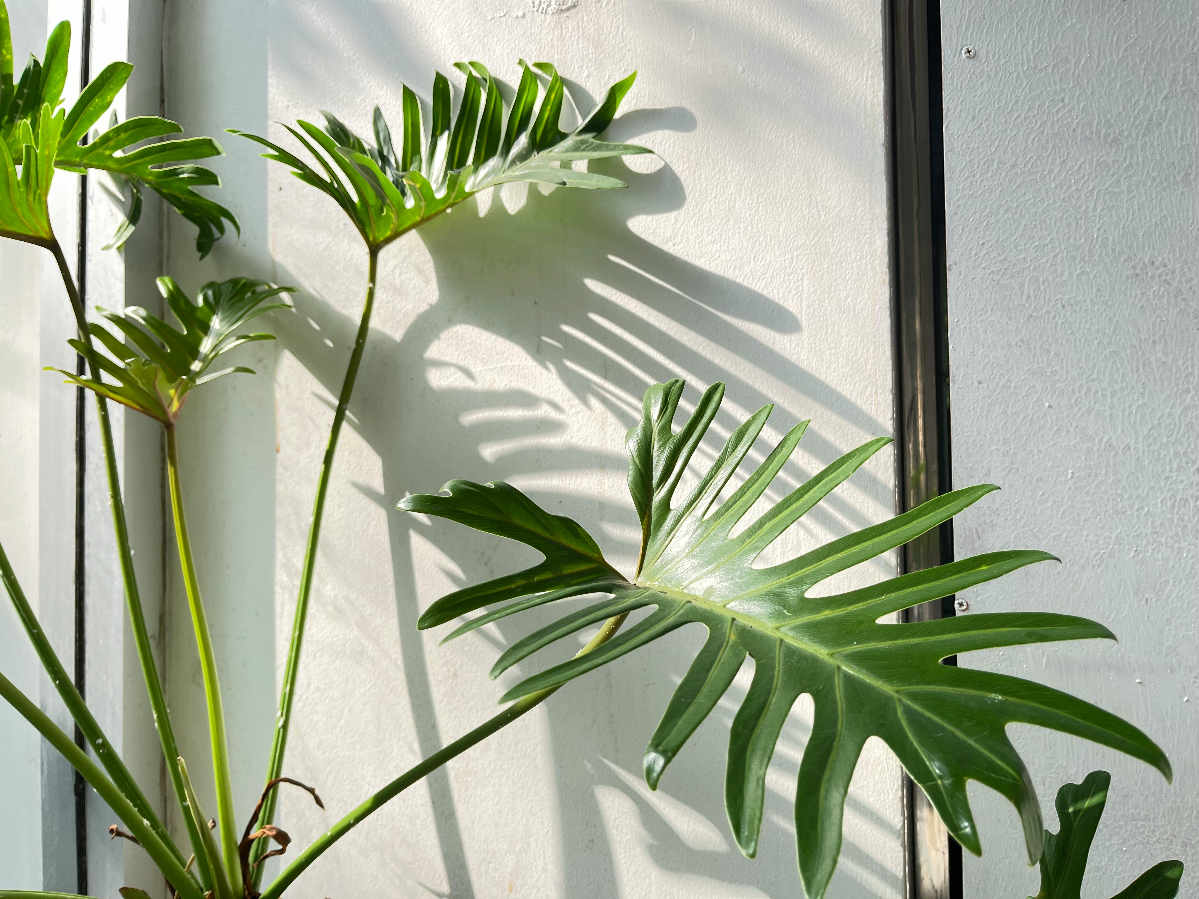 common:alt.prefix Ilmainen kuvapankkikuva tunnisteilla auringonpaiste, auringonvalo, eksoottinen kasvi common:alt.postfix