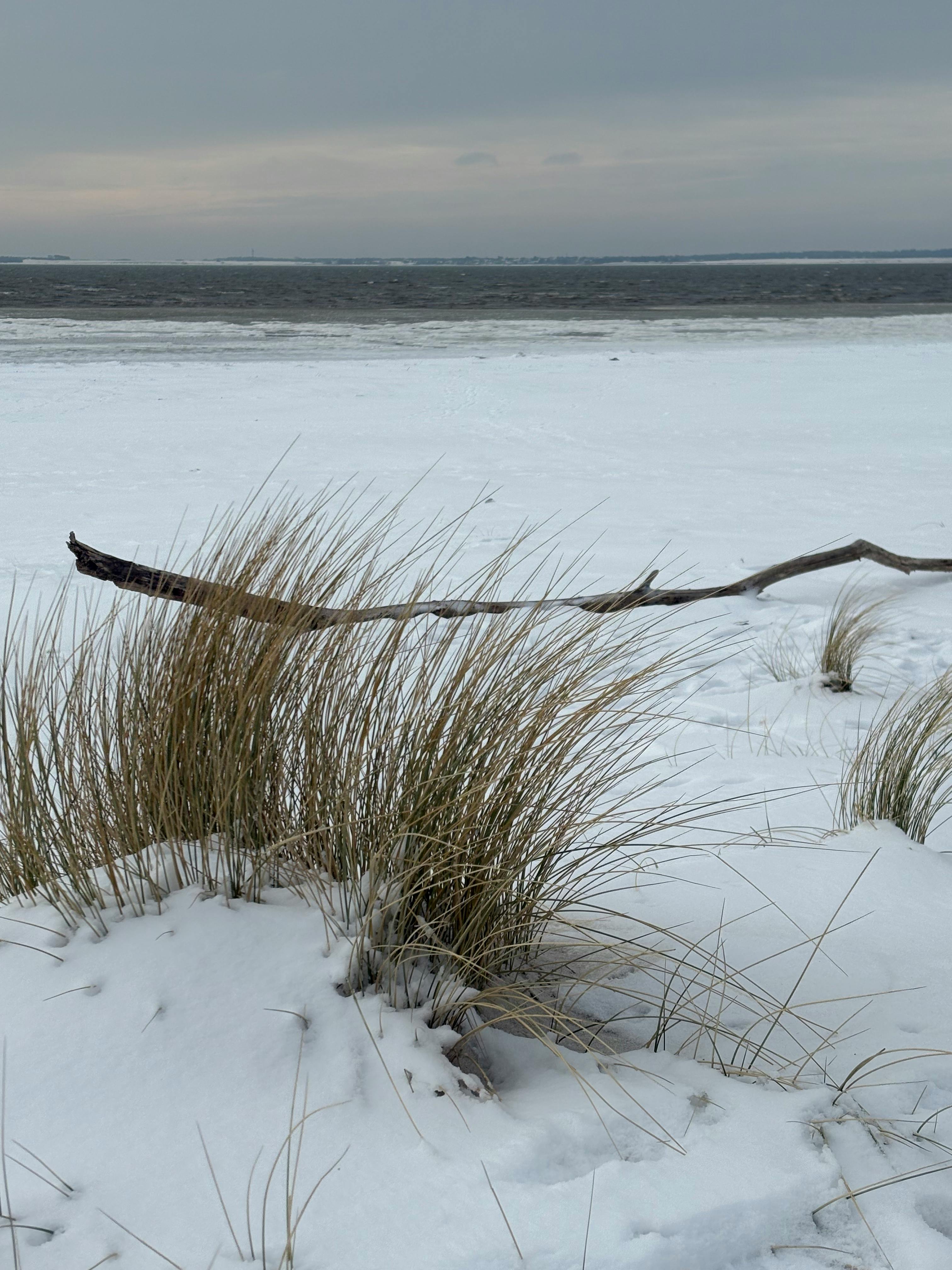 Gratis Tranquilla spiaggia invernale in Germania con dune di sabbia innevate e legna trasportata dalla corrente. Foto a disposizione