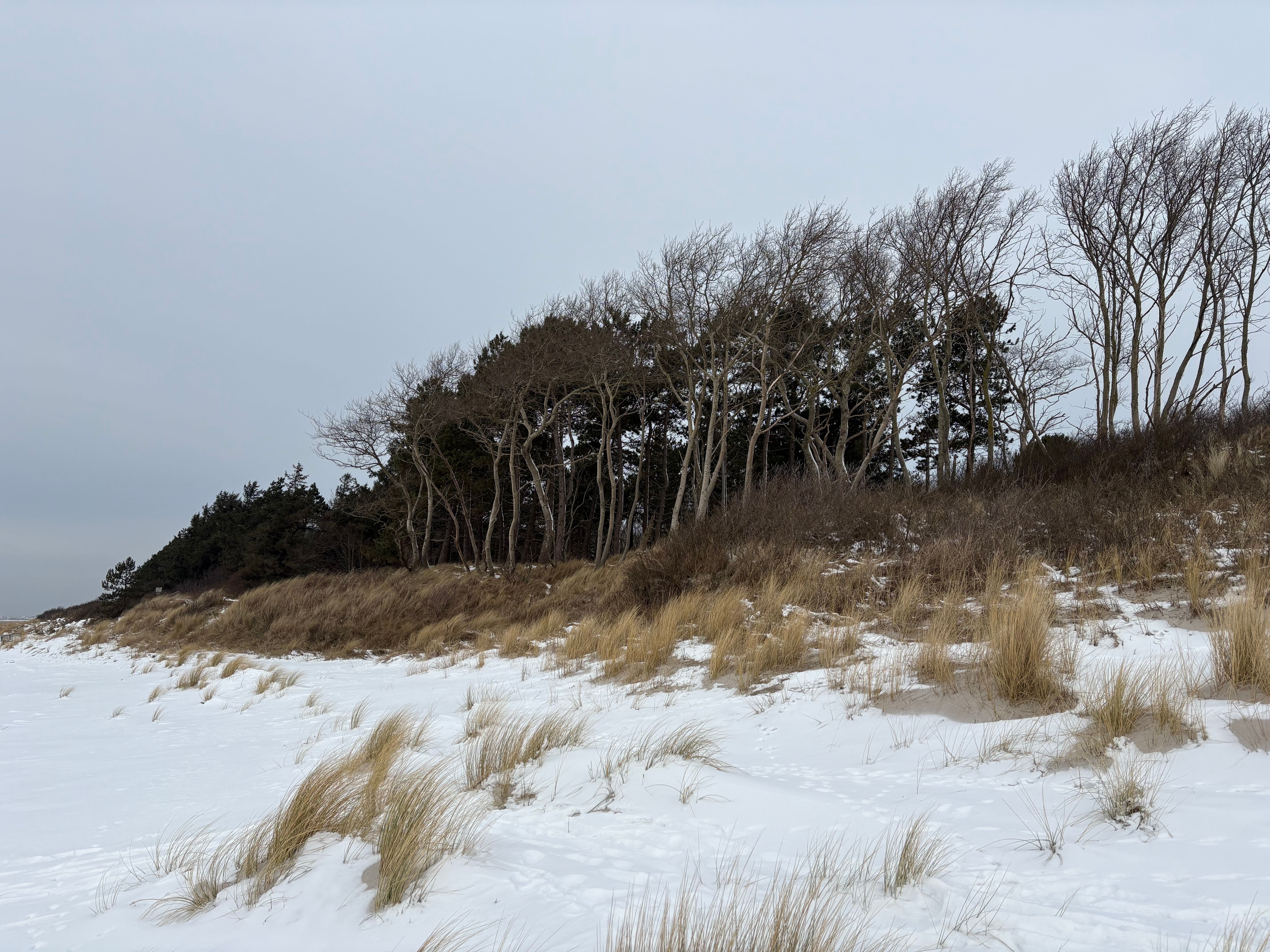 Serene winter beach scene with snow-covered dunes and leafless trees under a cloudy sky.