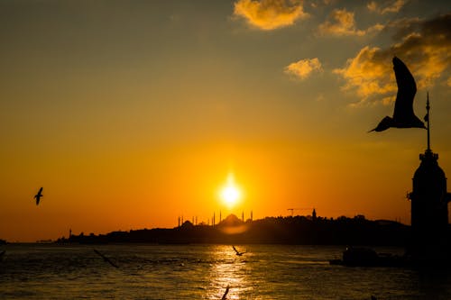 Fotobanka s bezplatnými fotkami na tému Istanbul, kızkulesi, moriak