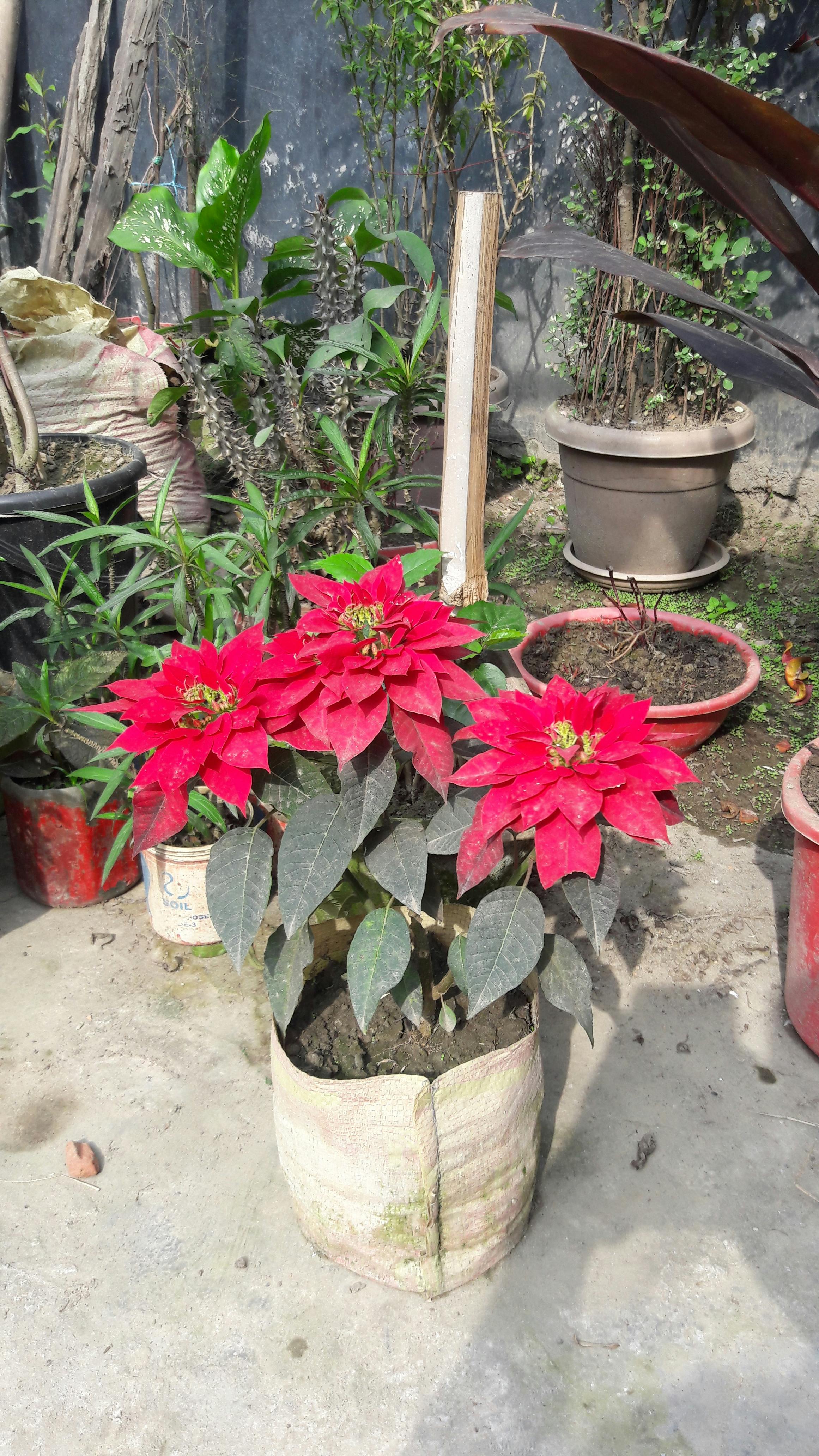 Difference Between Blown And Cast Stretch Wrap Difference