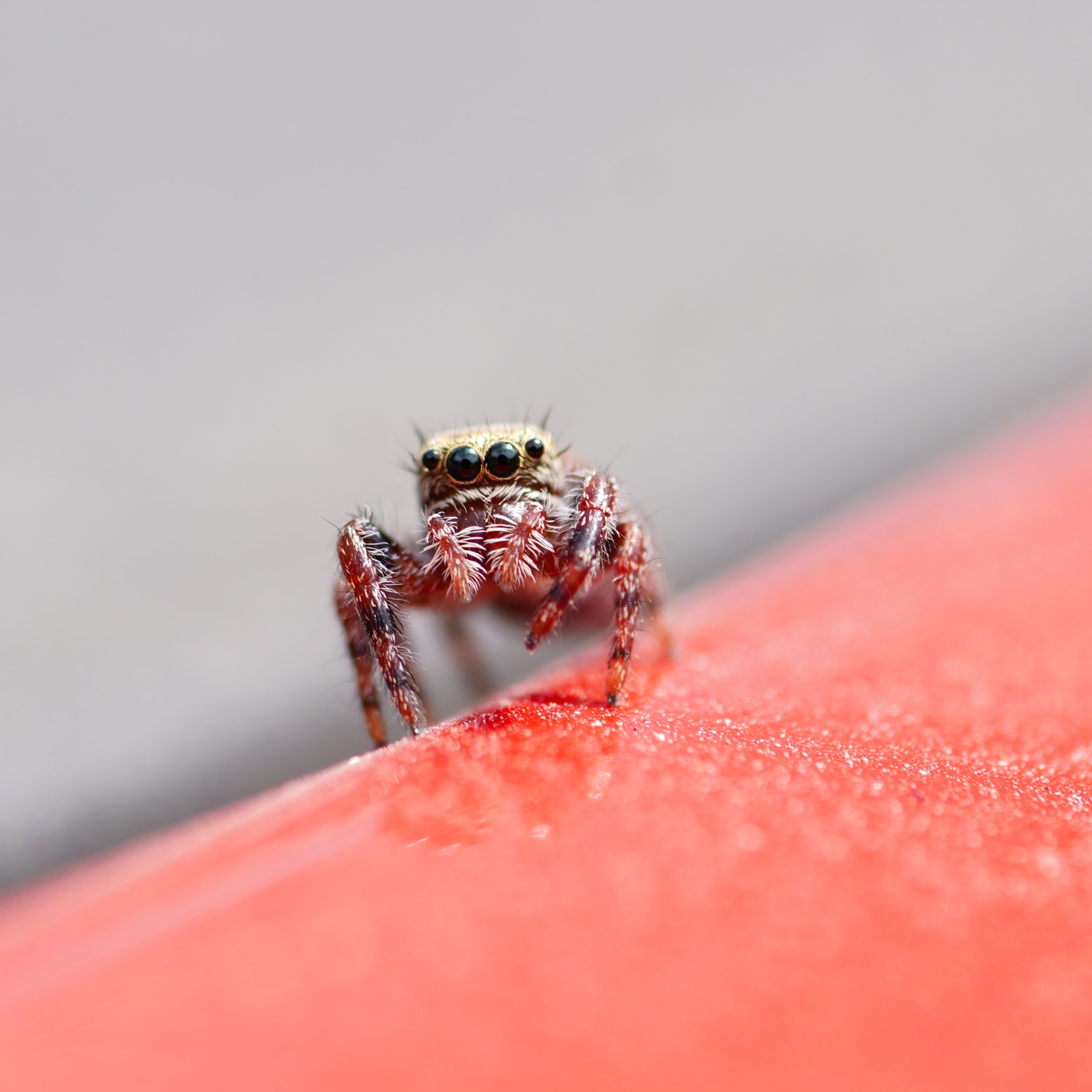 Close-up of a Jumping Spider on Red Surface · Free Stock Photo