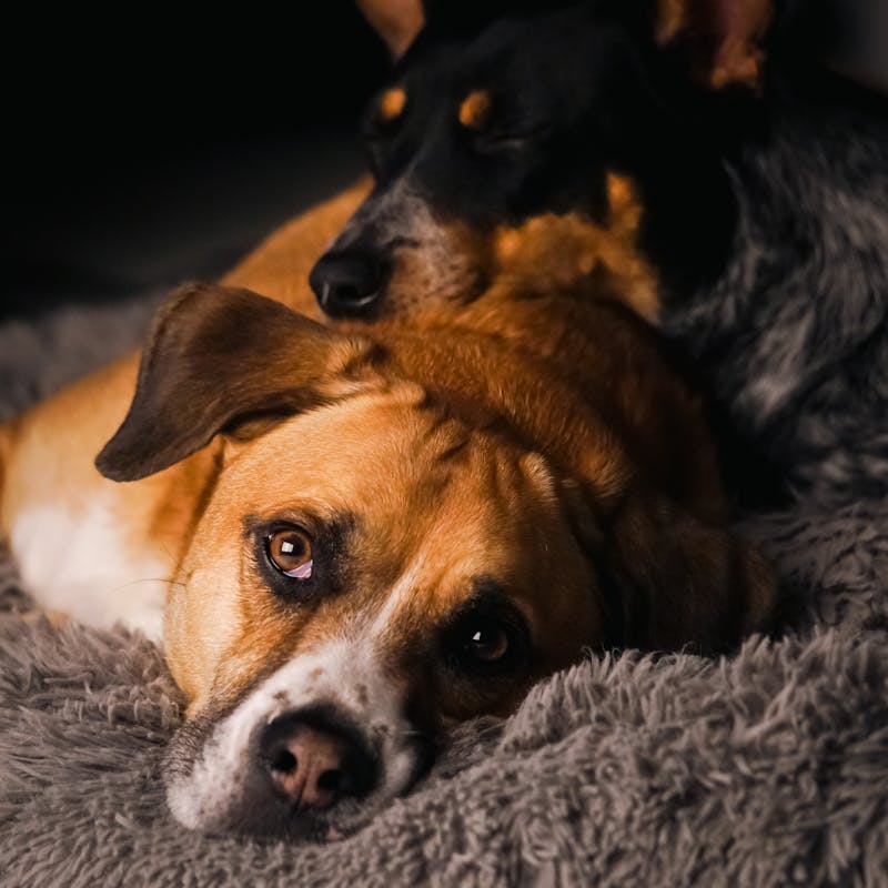 Sleep Anxiety: When Night Turns Into a Restless Shore