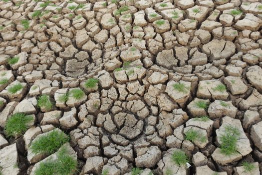 Arid cracked soil with sparse green grass growth showcasing drought conditions.