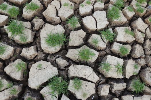 Cracked dry earth with patches of fresh green grass growing through.