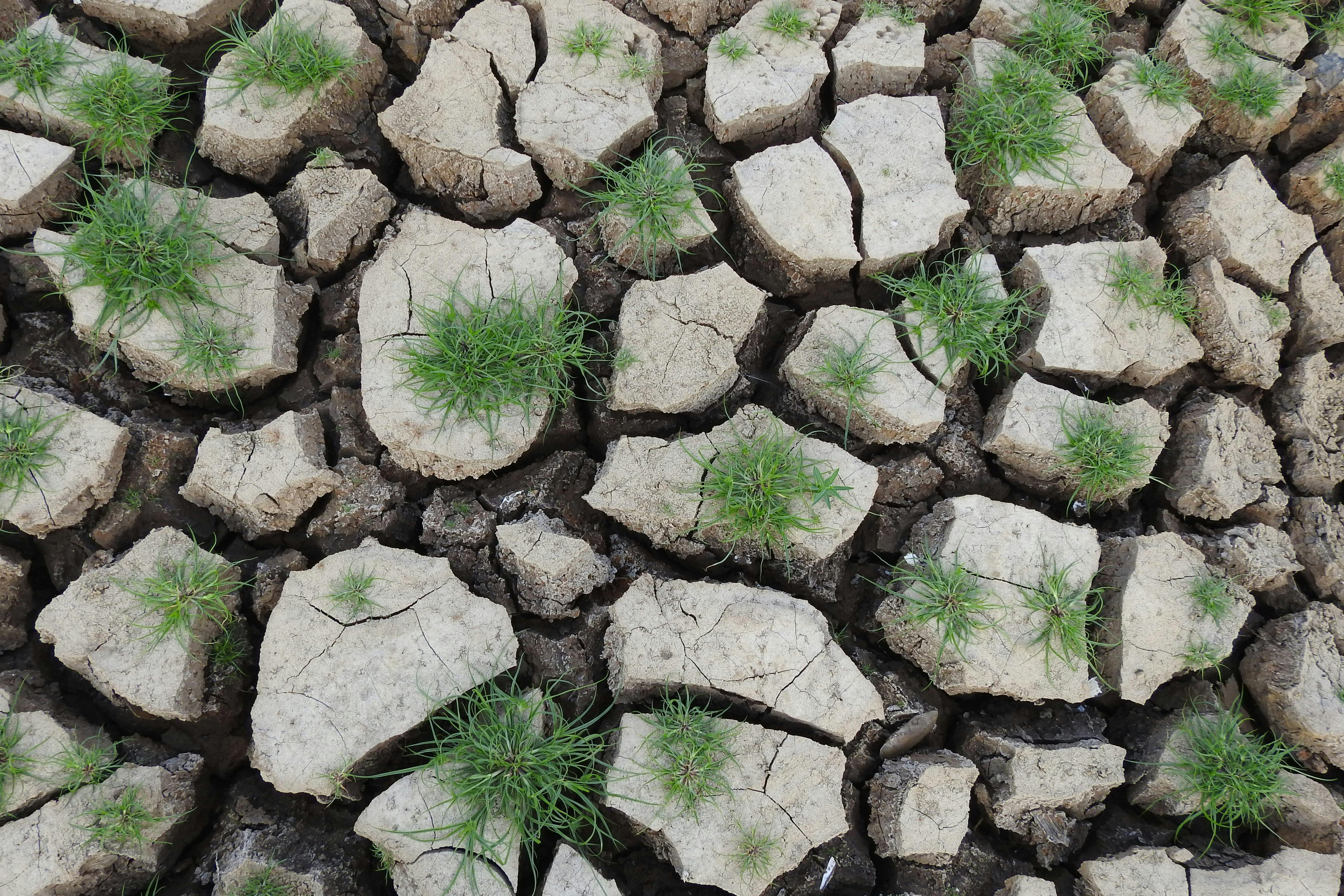 Ilmainen Halkeillut kuiva maa, jonka läpi kasvaa tuoretta vihreää ruohoa. Kuvapankkikuva