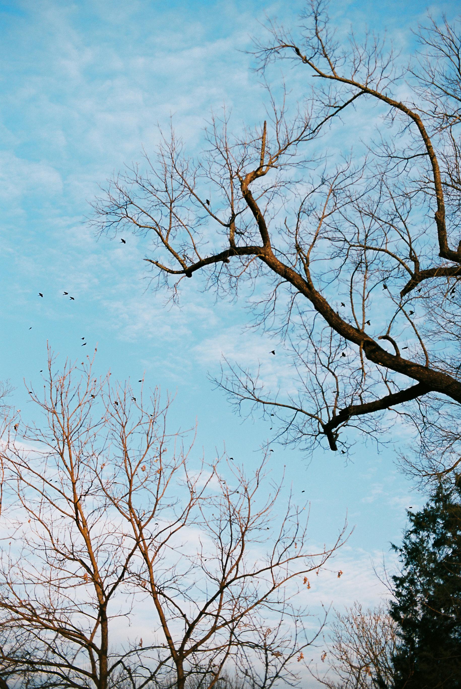 Leafless trees silhouette against a vibrant blue sky with wispy clouds.