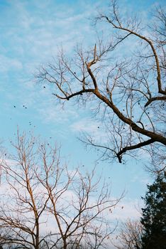 Leafless trees silhouette against a vibrant blue sky with wispy clouds.