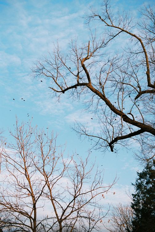 Bare Winter Trees Contrasting Against Blue Sky · Free Stock Photo