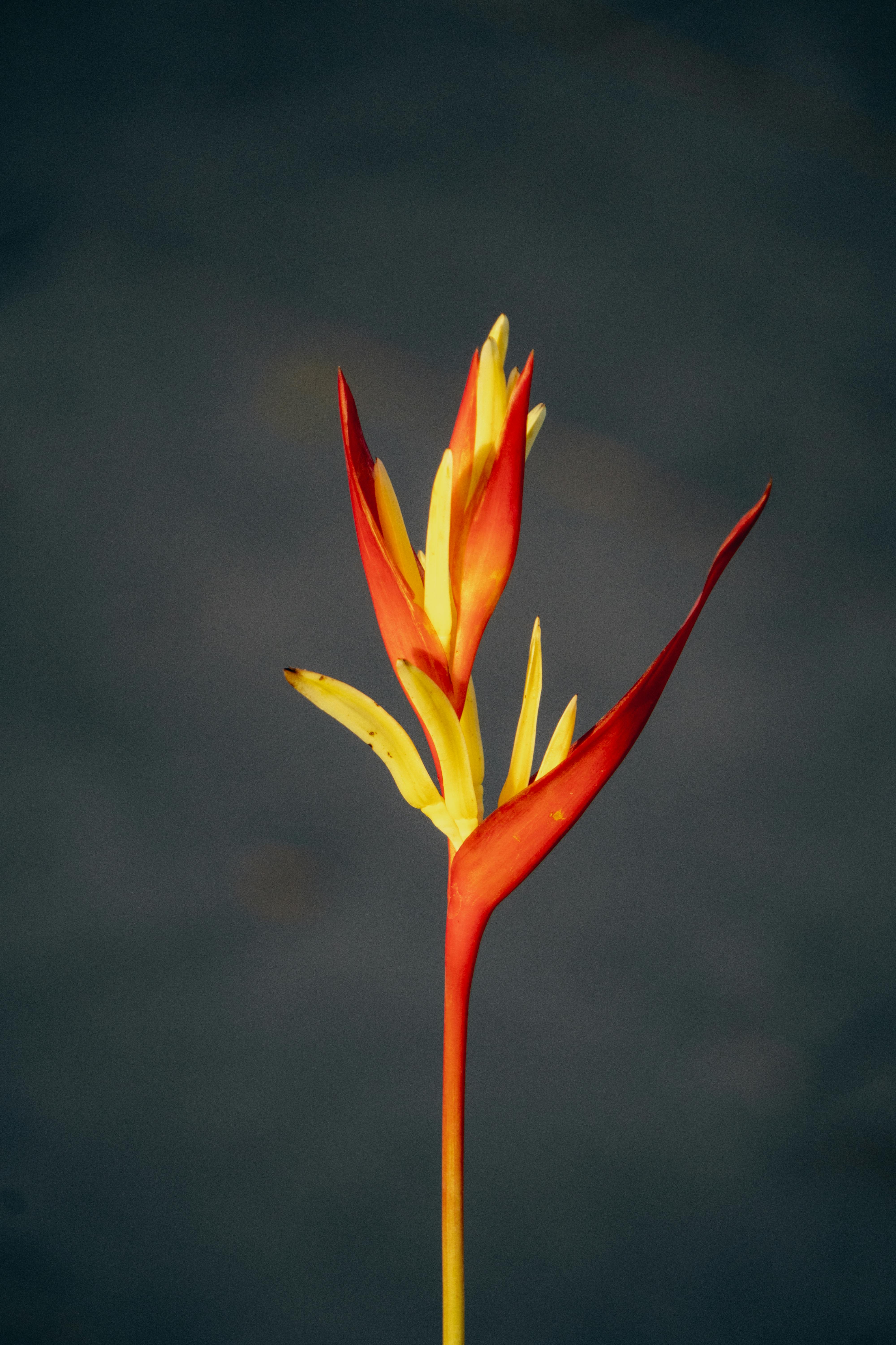 Gratuit Prim-plan vibrant al unei flori tropicale de papagal Heliconia în Vietnam. Fotografie de stoc