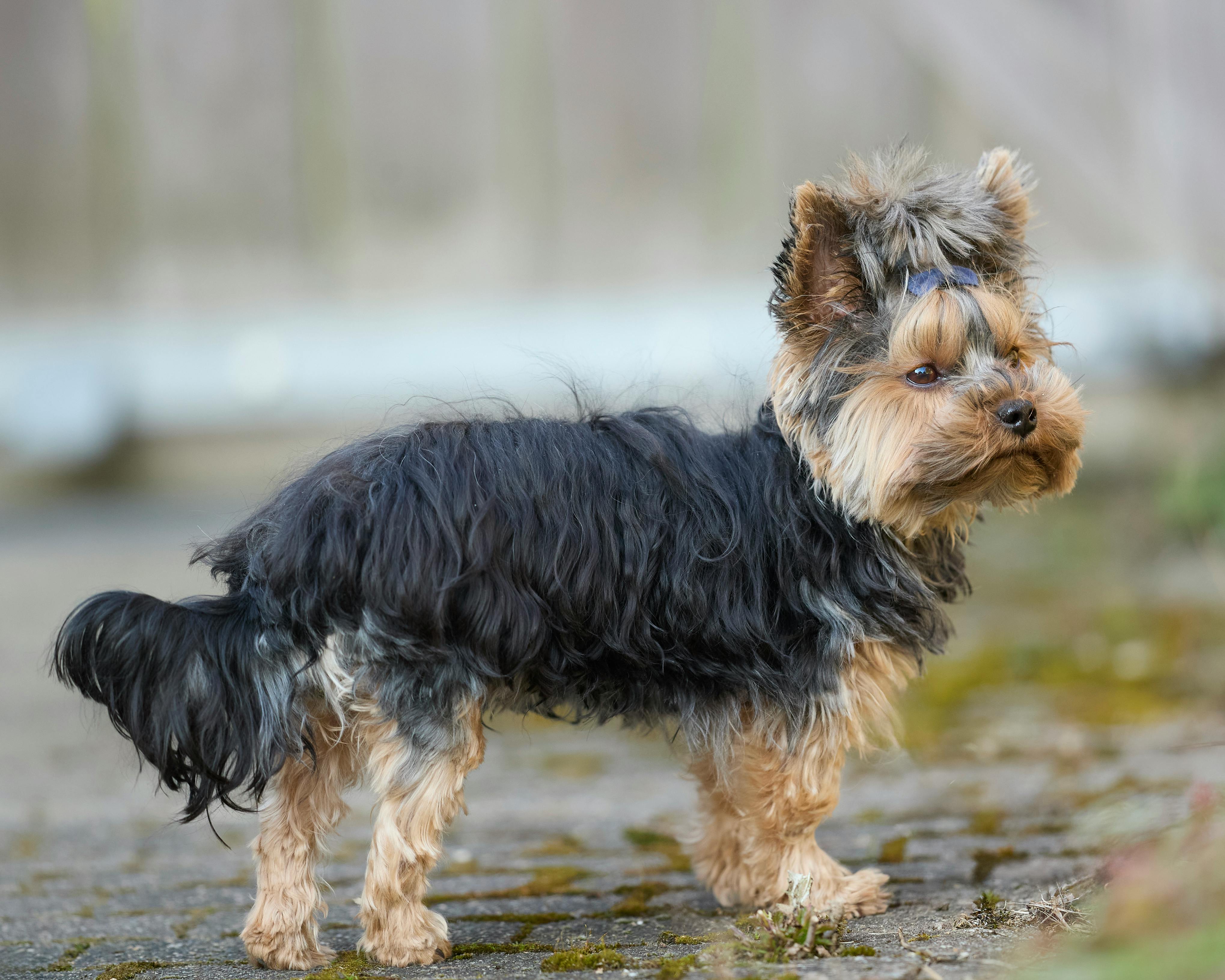 ฟรี สุนัขพันธุ์ยอร์คเชียร์เทอร์เรียร์น่ารักยืนอยู่บนทางเดินที่ปกคลุมด้วยมอสส์และหันกลับมามอง คลังภาพถ่าย