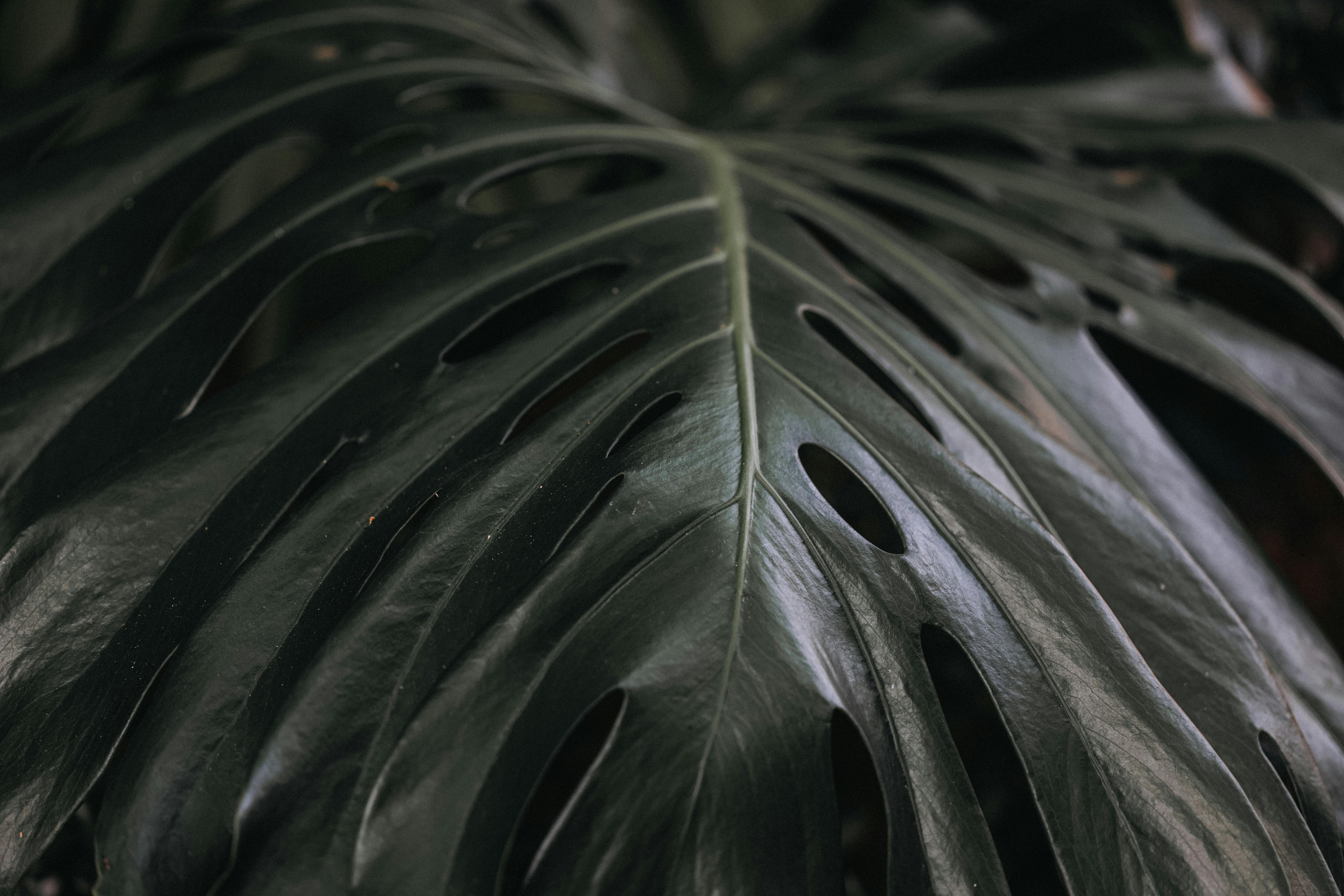 Detailed view of a Monstera Deliciosa leaf showcasing natural holes and texture.