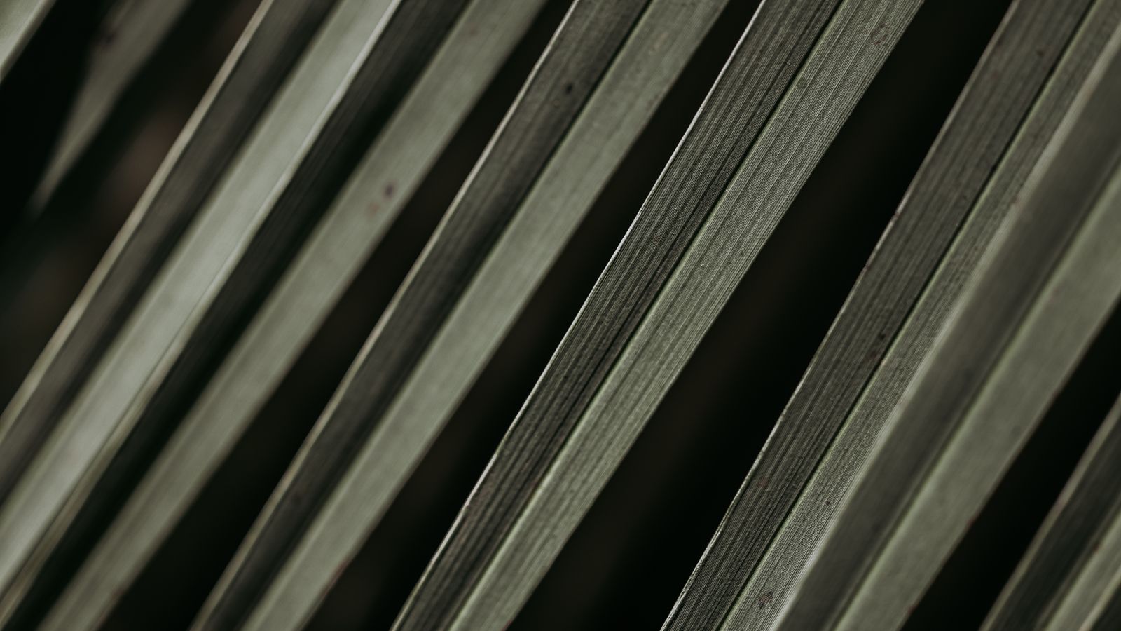 Close up abstract of palm leaf patterns, Sudan