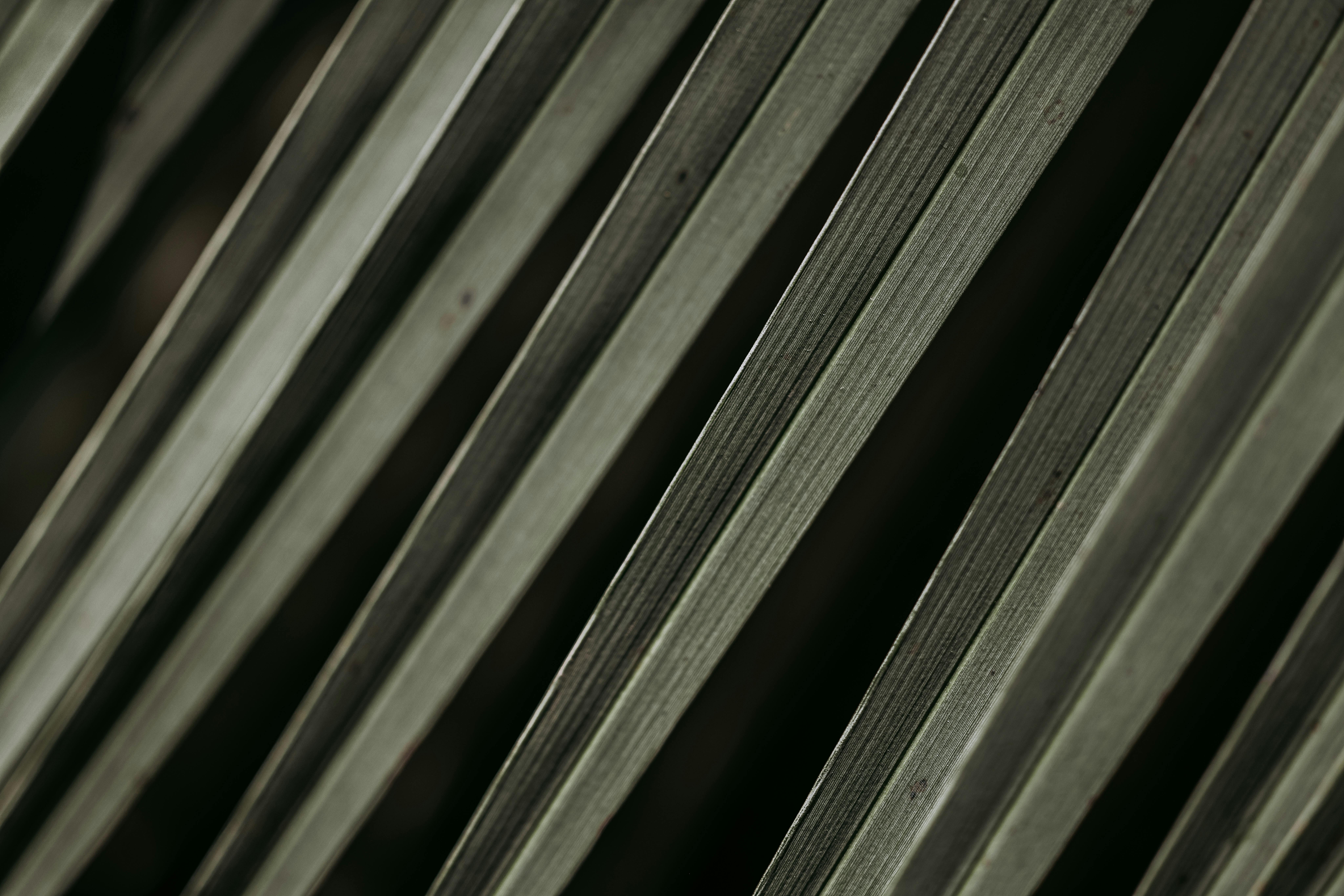 Gratis Kunstnerisk nærbillede af palmeblad, der skaber diagonale abstrakte mønstre. Lagerfoto