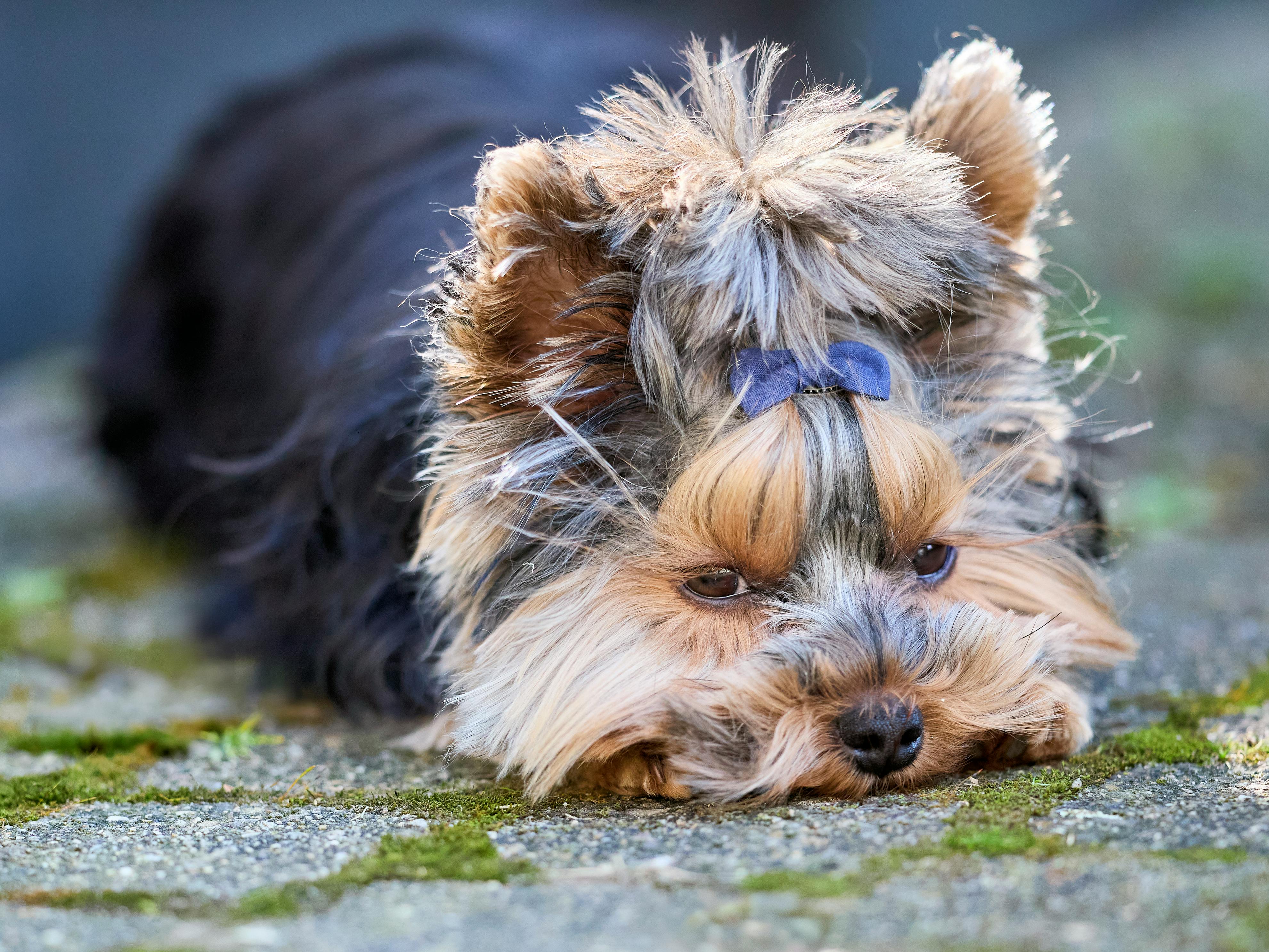 Pet grooming franchise Scenthound marks its spot in Chesterfield — Photo by Erwin Bosman on Pexels