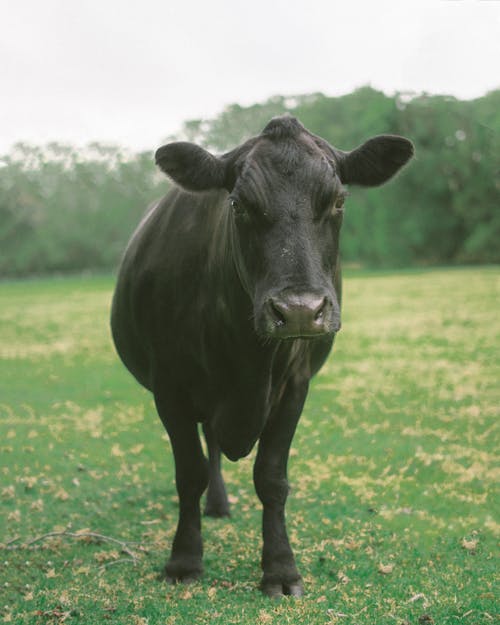 Vache Noire Sur Champ D'herbe Verte