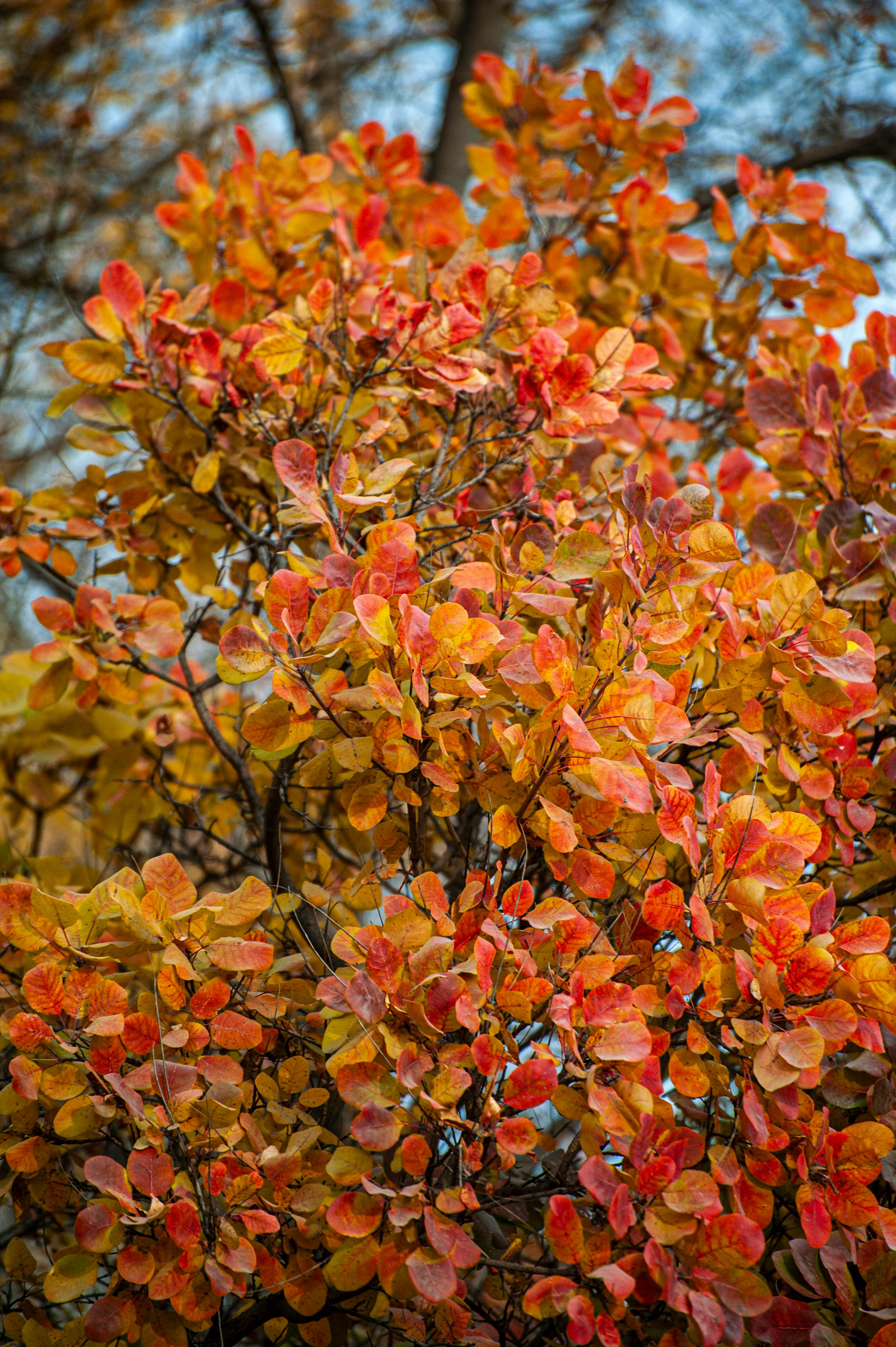 Gratis Immagine gratuita di @all'aperto, albero, albero di fumo Foto a disposizione