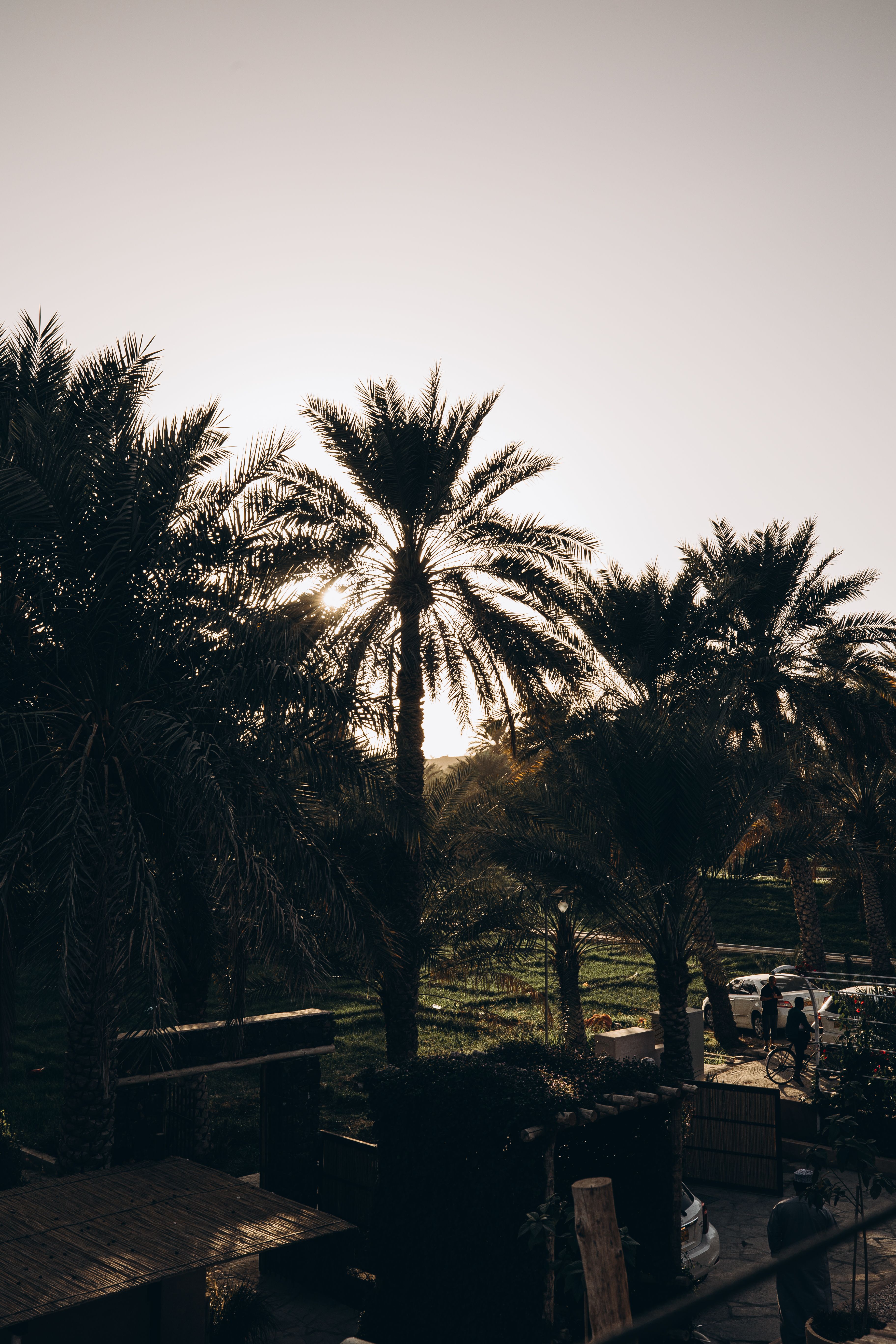 Capture of a stunning sunset through palm trees in Oman, offering a serene and tropical atmosphere.