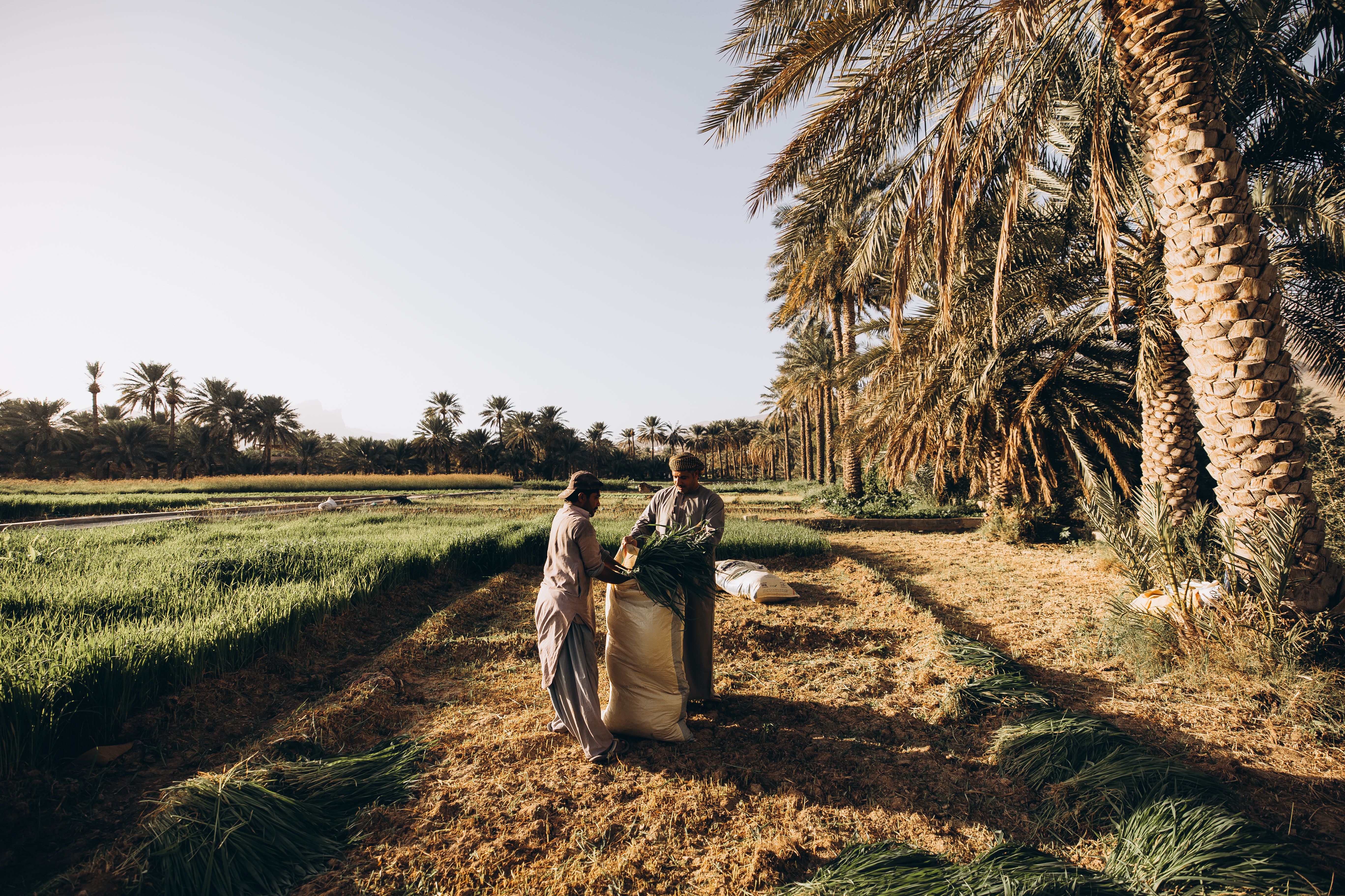 Two farmers working in a lush palm grove in Oman, showcasing traditional agriculture under a bright sky.