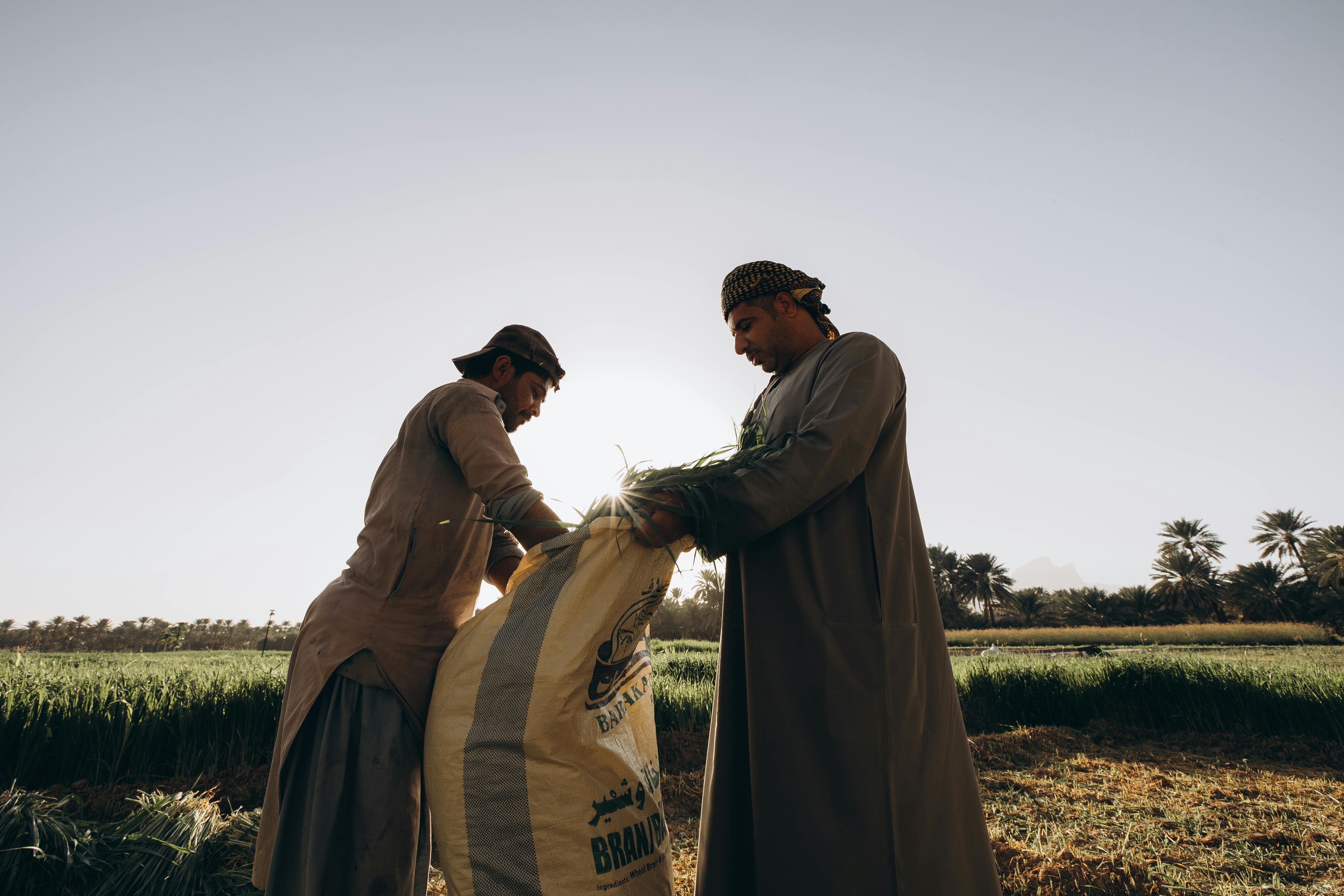 Gratis Immagine gratuita di agricoltori omaniti, agricoltura, agricoltura del medio oriente Foto a disposizione