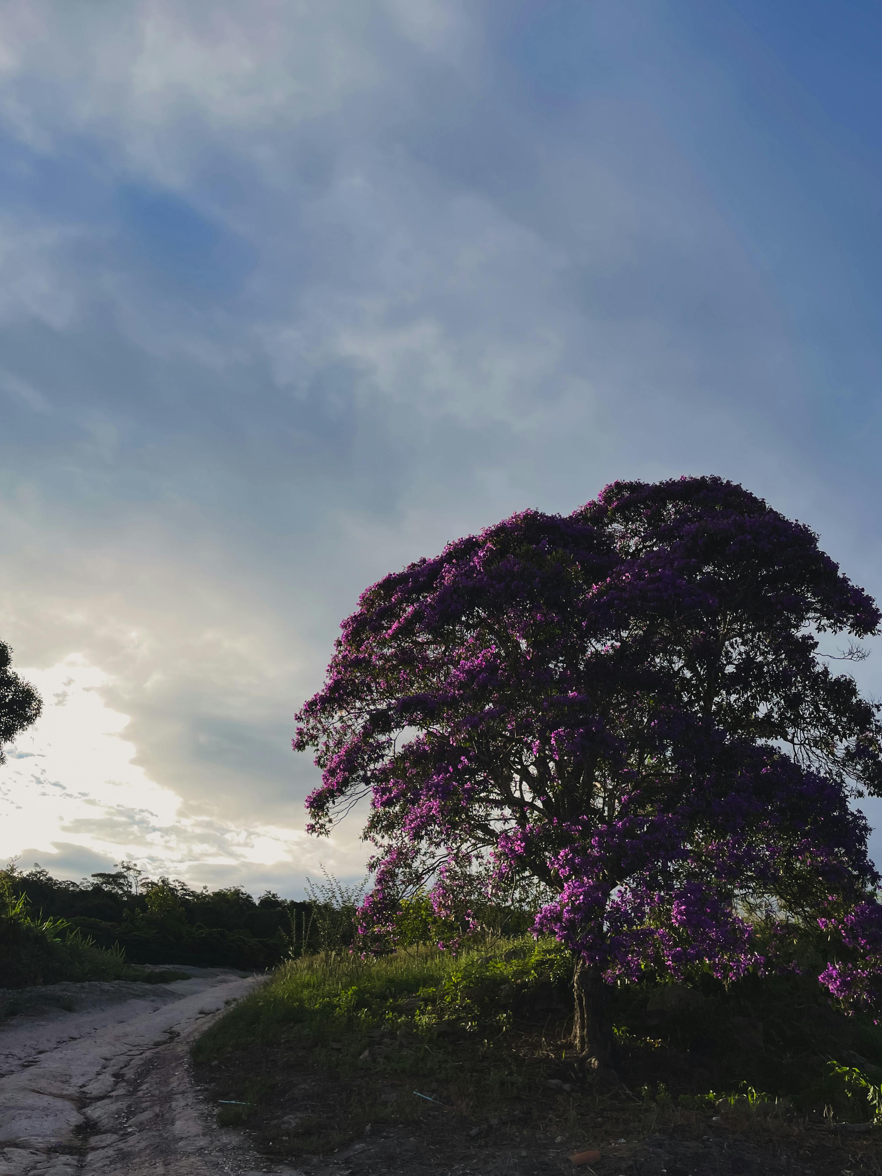 Gratis Albero di Pau Brasil dai fiori viola sotto un cielo luminoso a Barra da Estiva, Bahia. Foto a disposizione