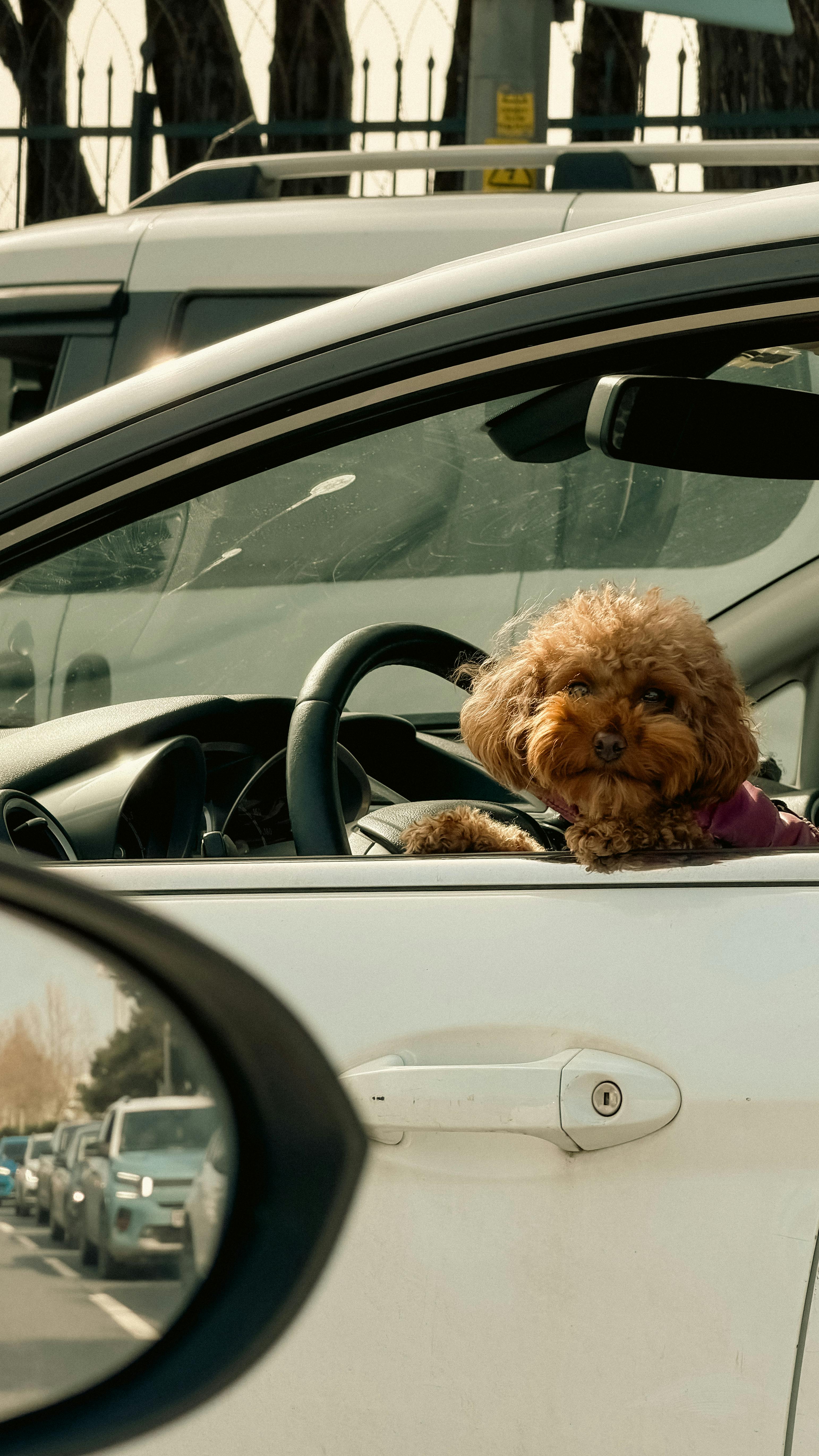 gratis Een schattige poedel zit op de passagiersstoel van een auto en kijkt op een zonnige dag uit het raam. Stockfoto