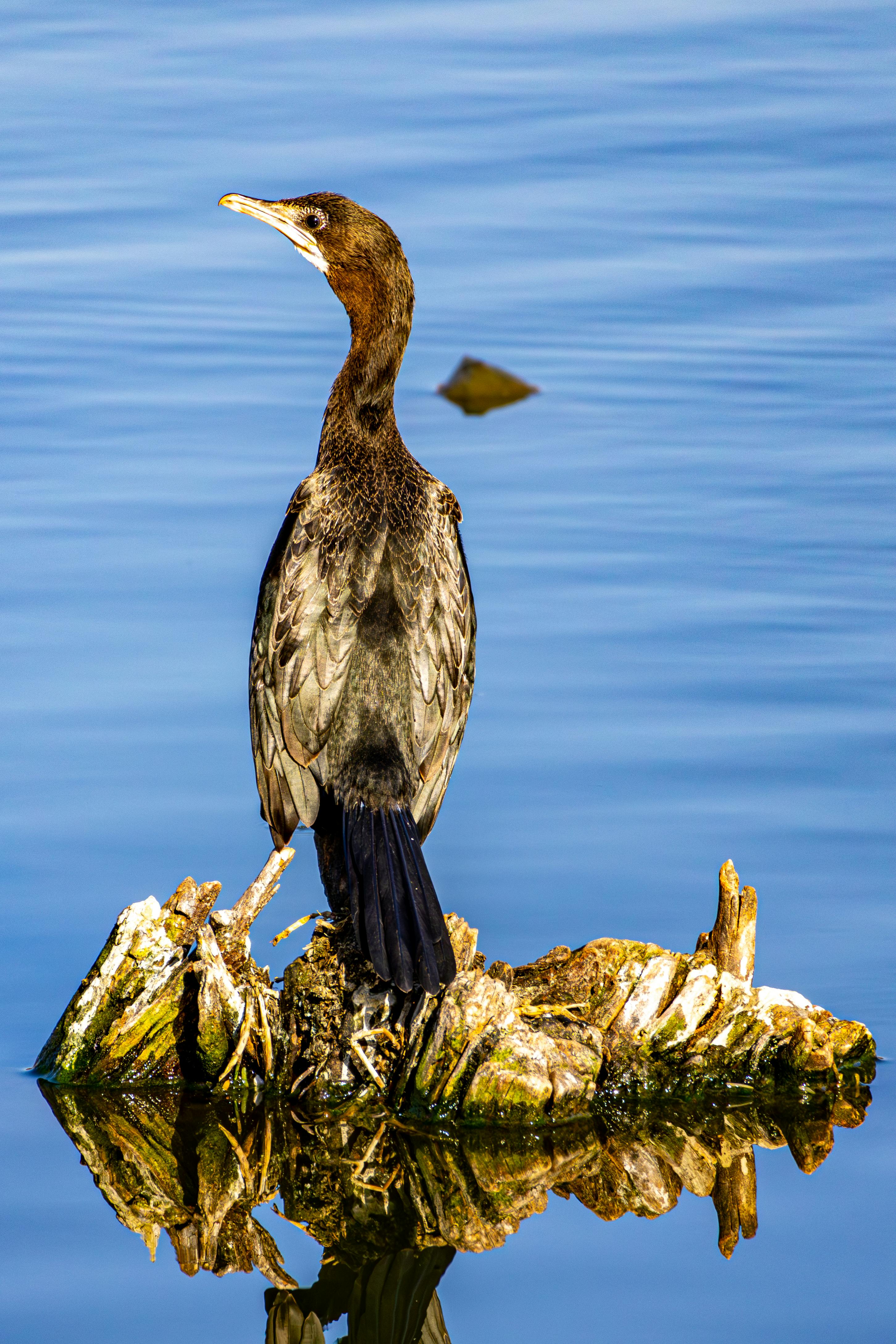 Ilmainen Kaksiharjainen merimetso kyydissä ajopuulla tyynen järven rannalla. Kuvapankkikuva