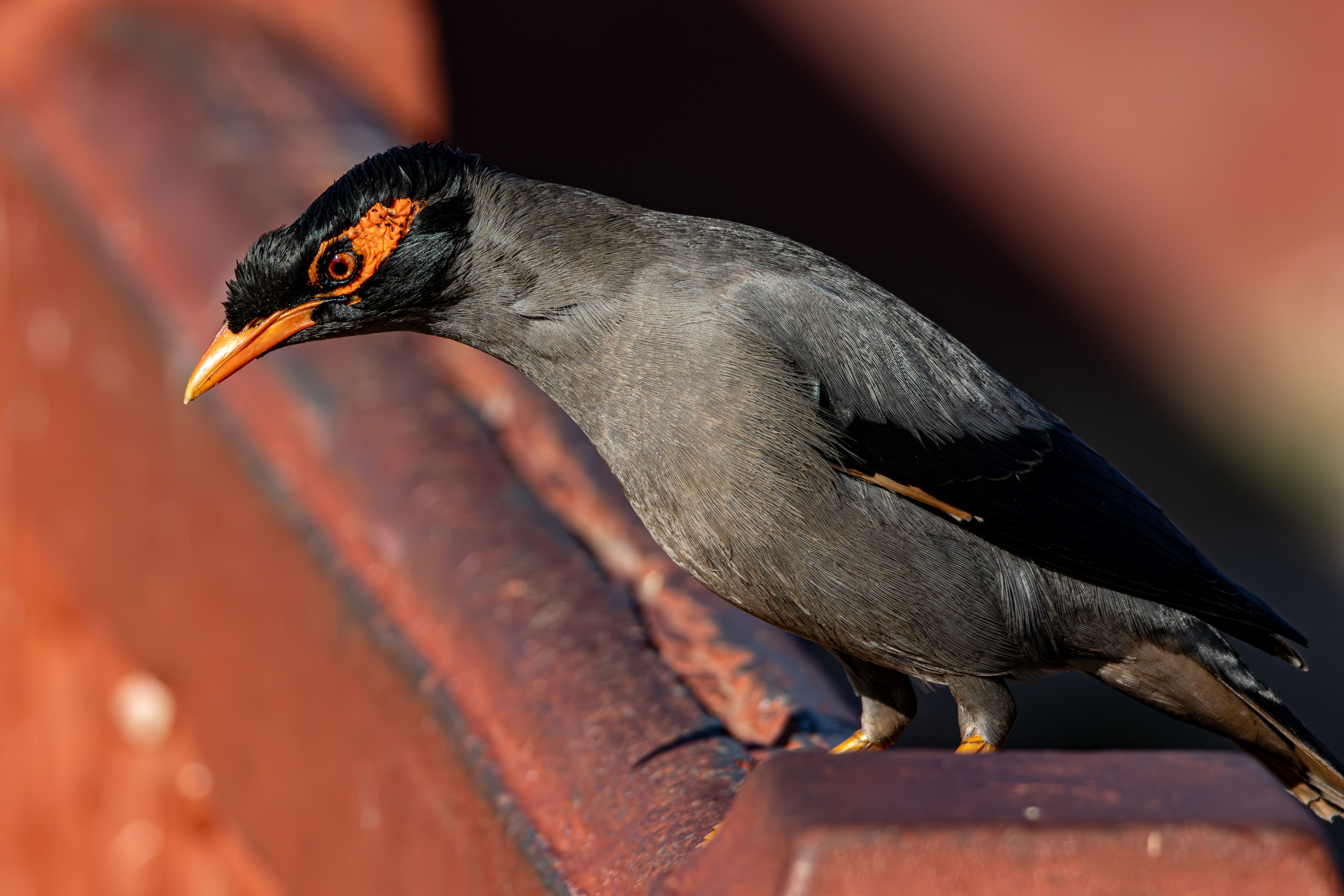 A detailed image of a Jungle Myna perched on a railing in sunlight.
