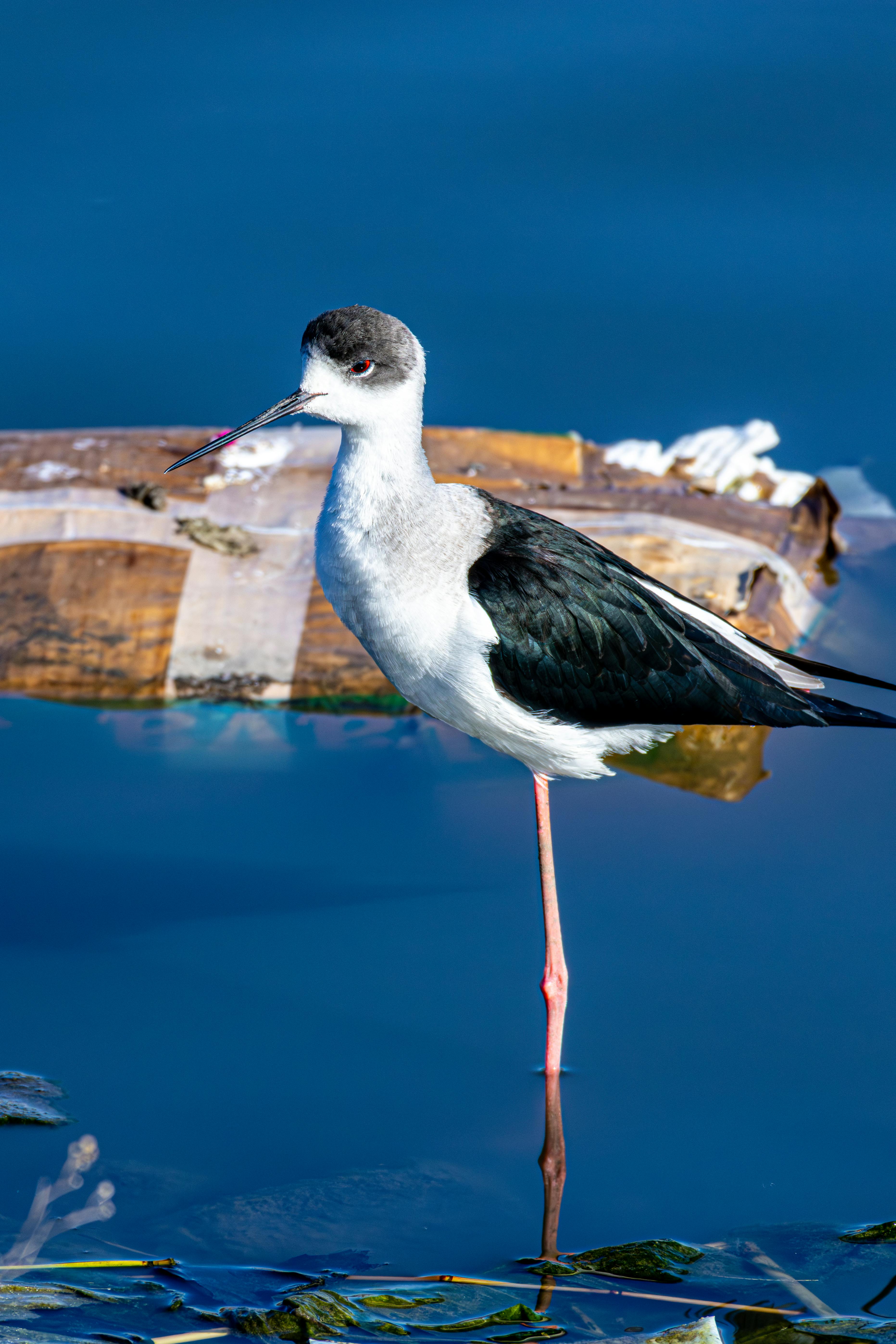ฟรี นกตีนยาวปีกดำยืนอย่างสง่างามในน้ำทะเลสีฟ้าใส อวดเรียวขาสีแดงยาวของมัน คลังภาพถ่าย