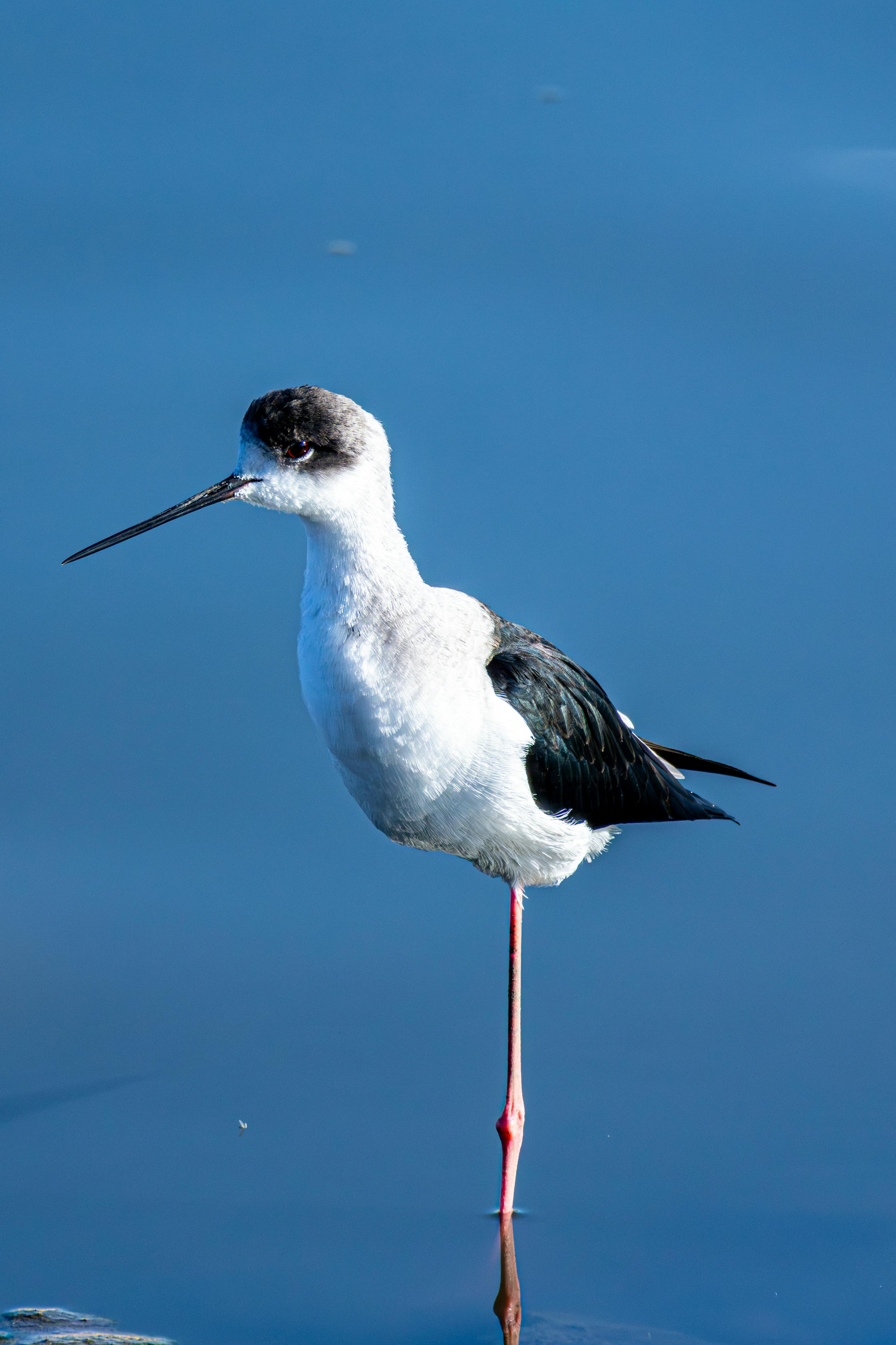 ฟรี นกไม้ยืนต้นปีกดำยืนอย่างสง่างามในน้ำ โดยจุ่มขาข้างหนึ่งลงไปในน้ำ แสดงให้เห็นถึงความงดงามและความสมมาตร คลังภาพถ่าย