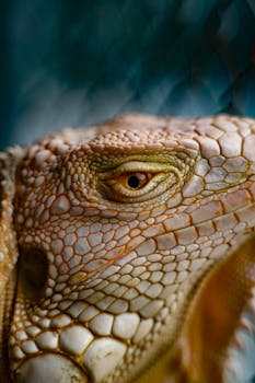 Detailed macro shot of an iguana showcasing its intricate scales and textured skin, highlighting its eye.