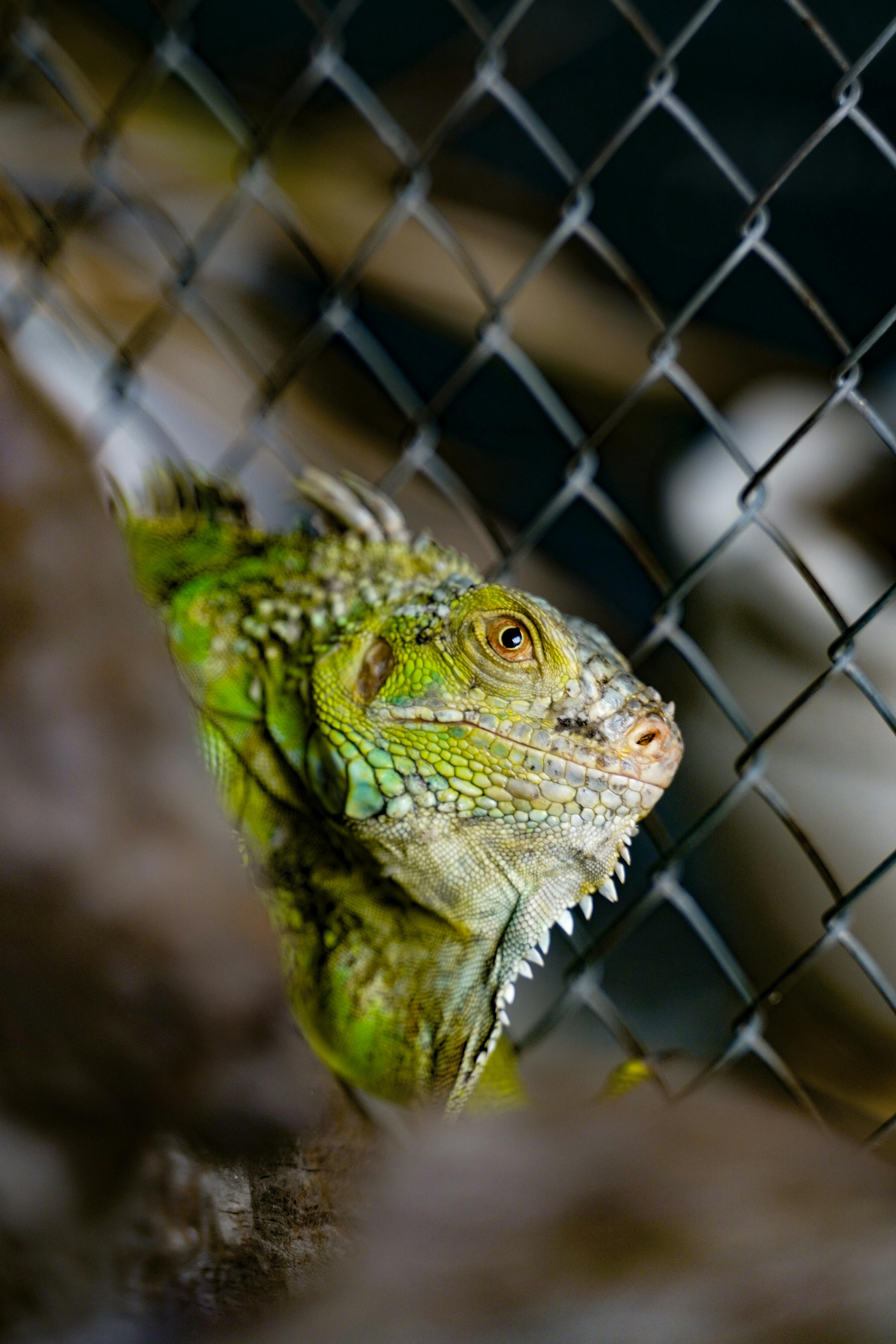 Ilmainen Yksityiskohtainen kuva vihreästä iguaanista, joka kurkistaa aidan läpi ja esittelee eloisia suomuja. Kuvapankkikuva