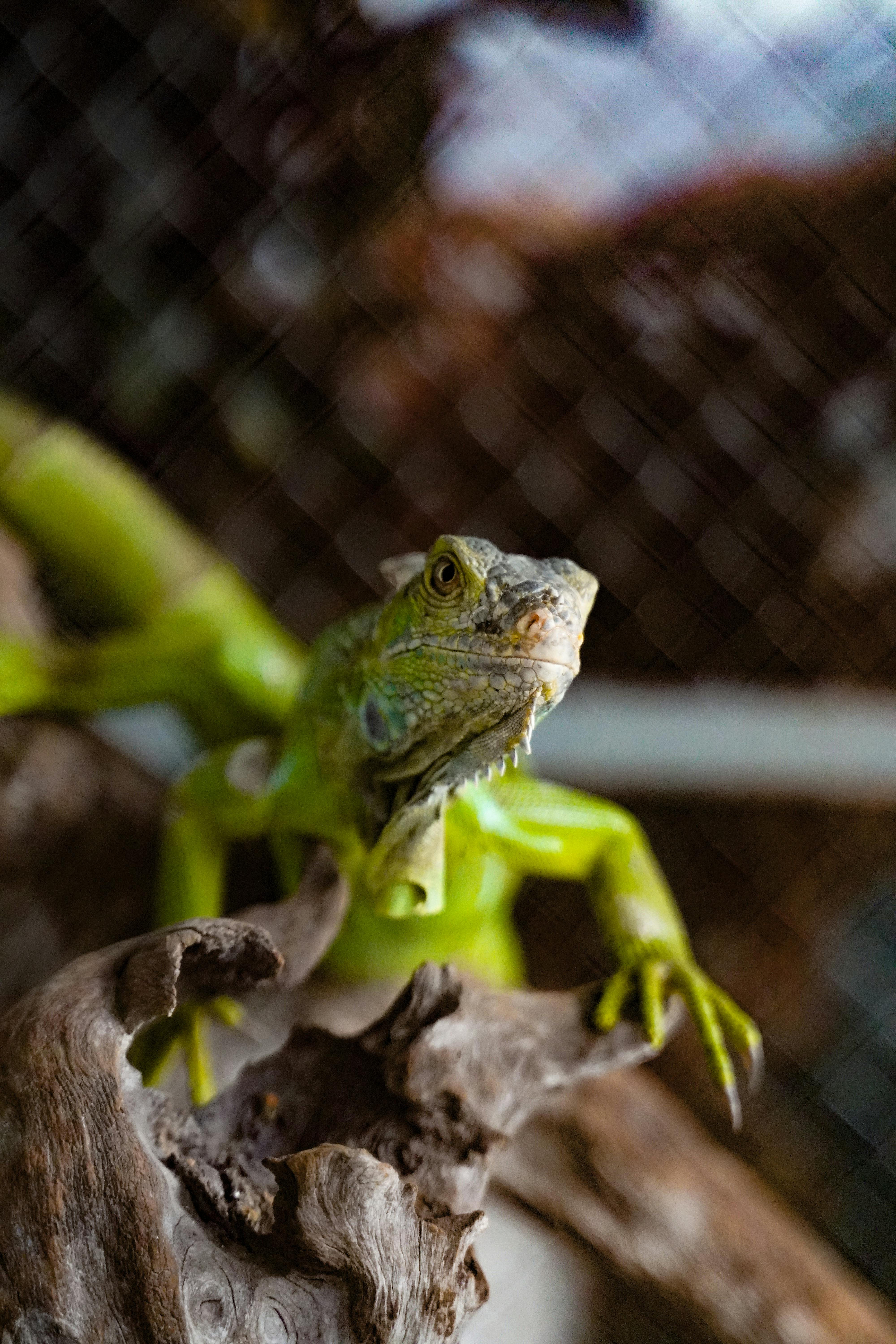 Ilmainen Elinvoimainen vihreä iguaani istuu puun oksalla sumean luonnon taustalla. Kuvapankkikuva