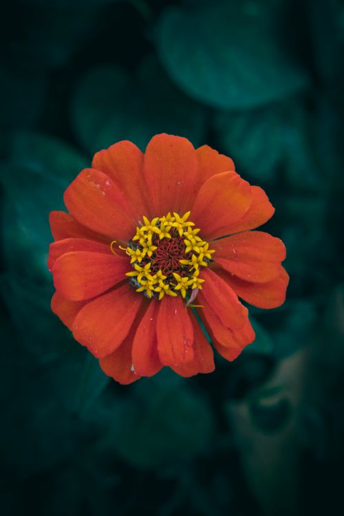 Free Close-up of a vibrant orange zinnia flower with a dark green background, capturing nature's beauty. Stock Photo