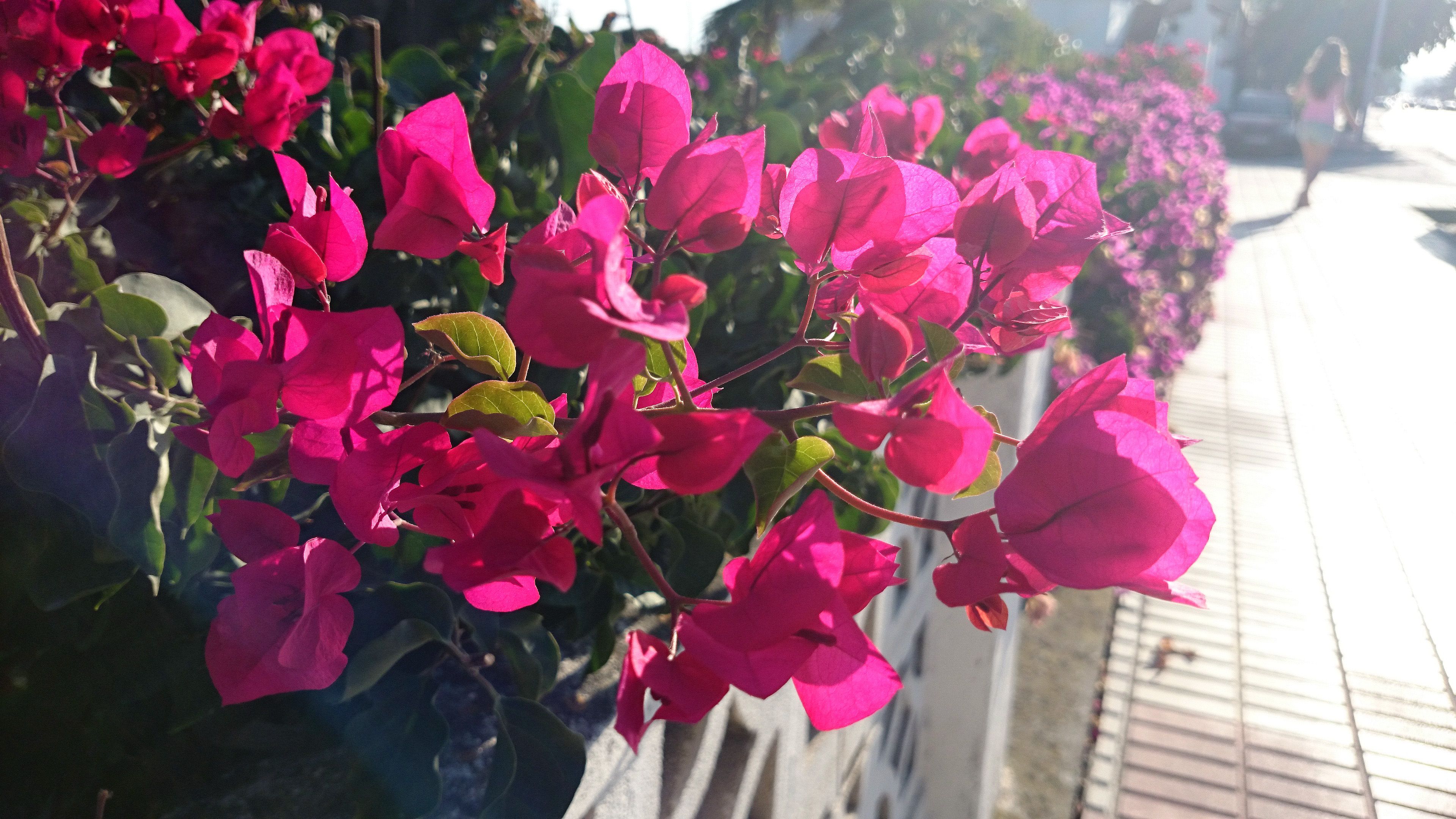 [ColoSach]-close-up-of-bright-pink-bougainvillea-flowers-on-a-sunny-street-in-spain.