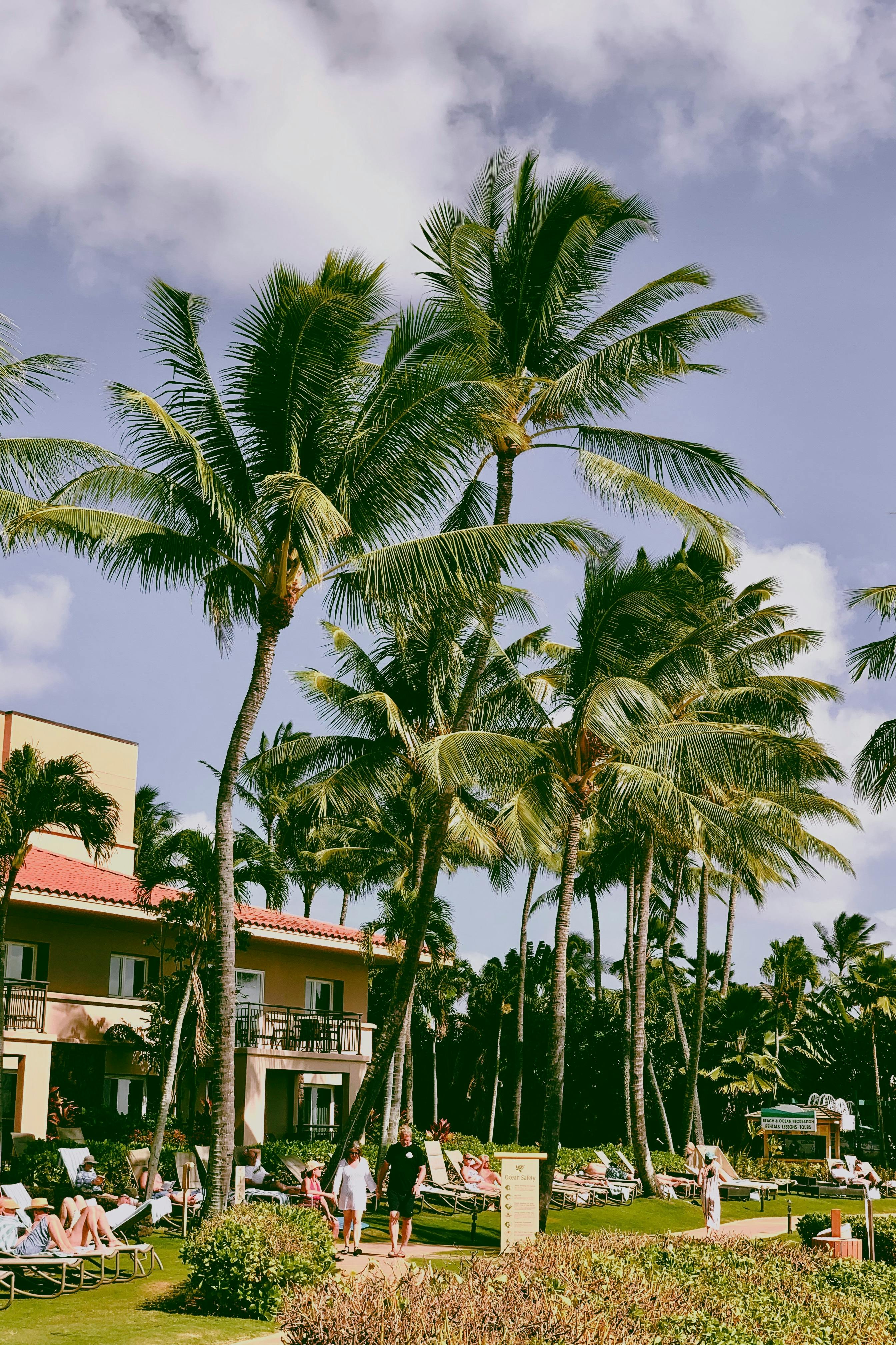 Gratis Idilliaco resort tropicale a Kauai, caratterizzato da rigogliose palme e un'atmosfera rilassante. Foto a disposizione