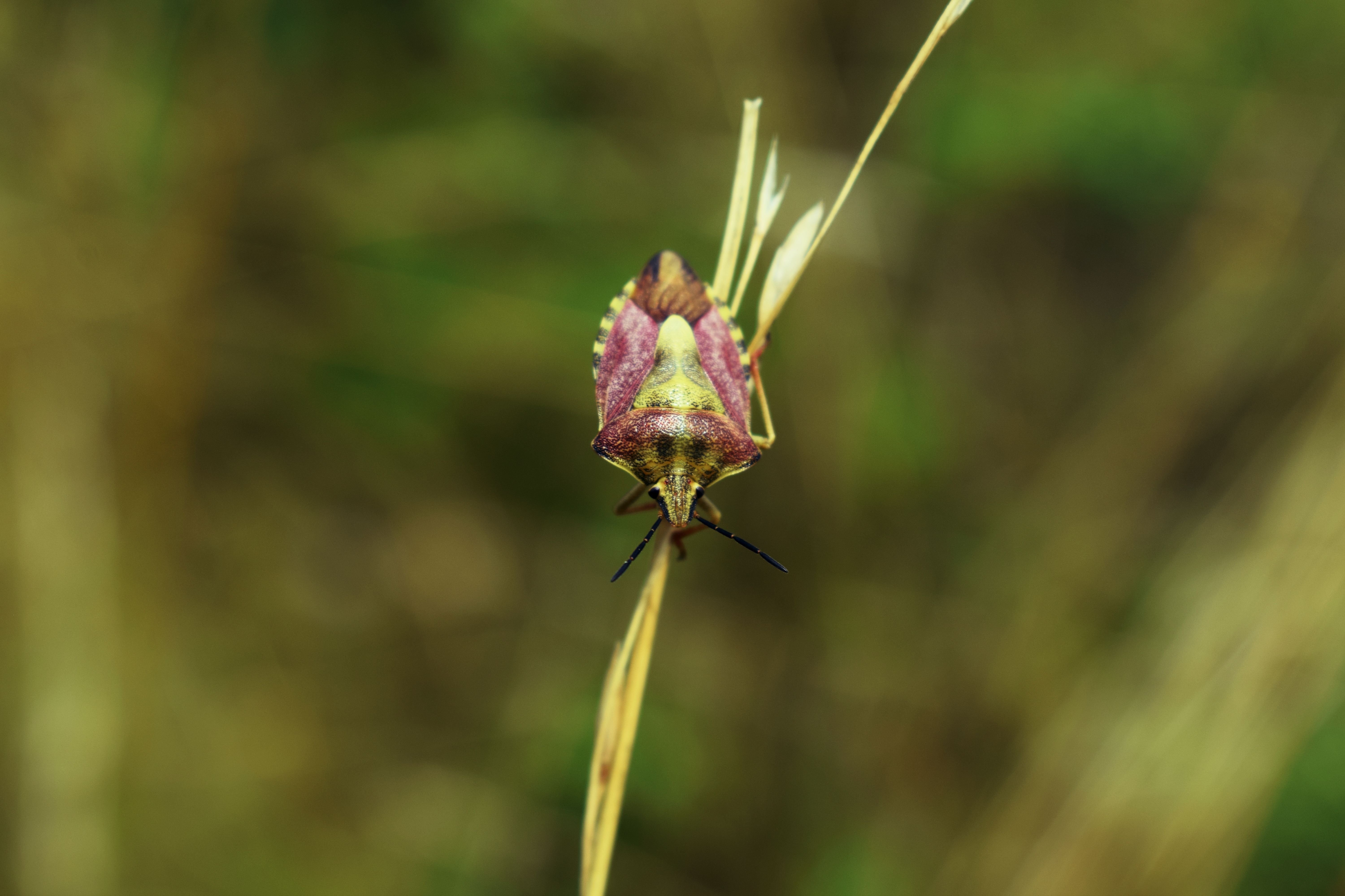 Close-up of a Colorful Shield Bug on a Plant · Free Stock Photo