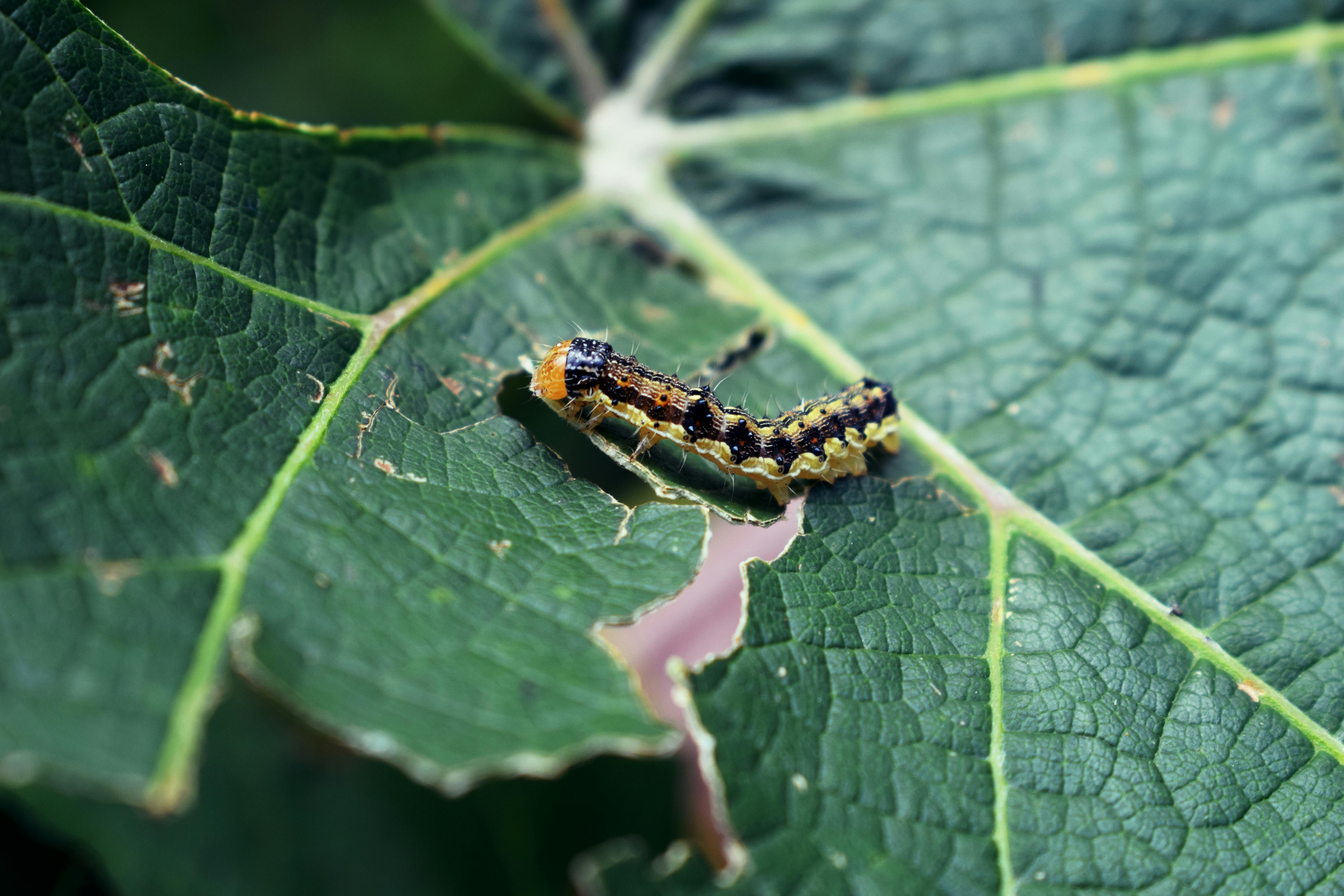 Gratis Un bruco su una foglia verde morsicata, che mette in mostra i dettagli intricati della natura e il suo ciclo vitale. Foto a disposizione