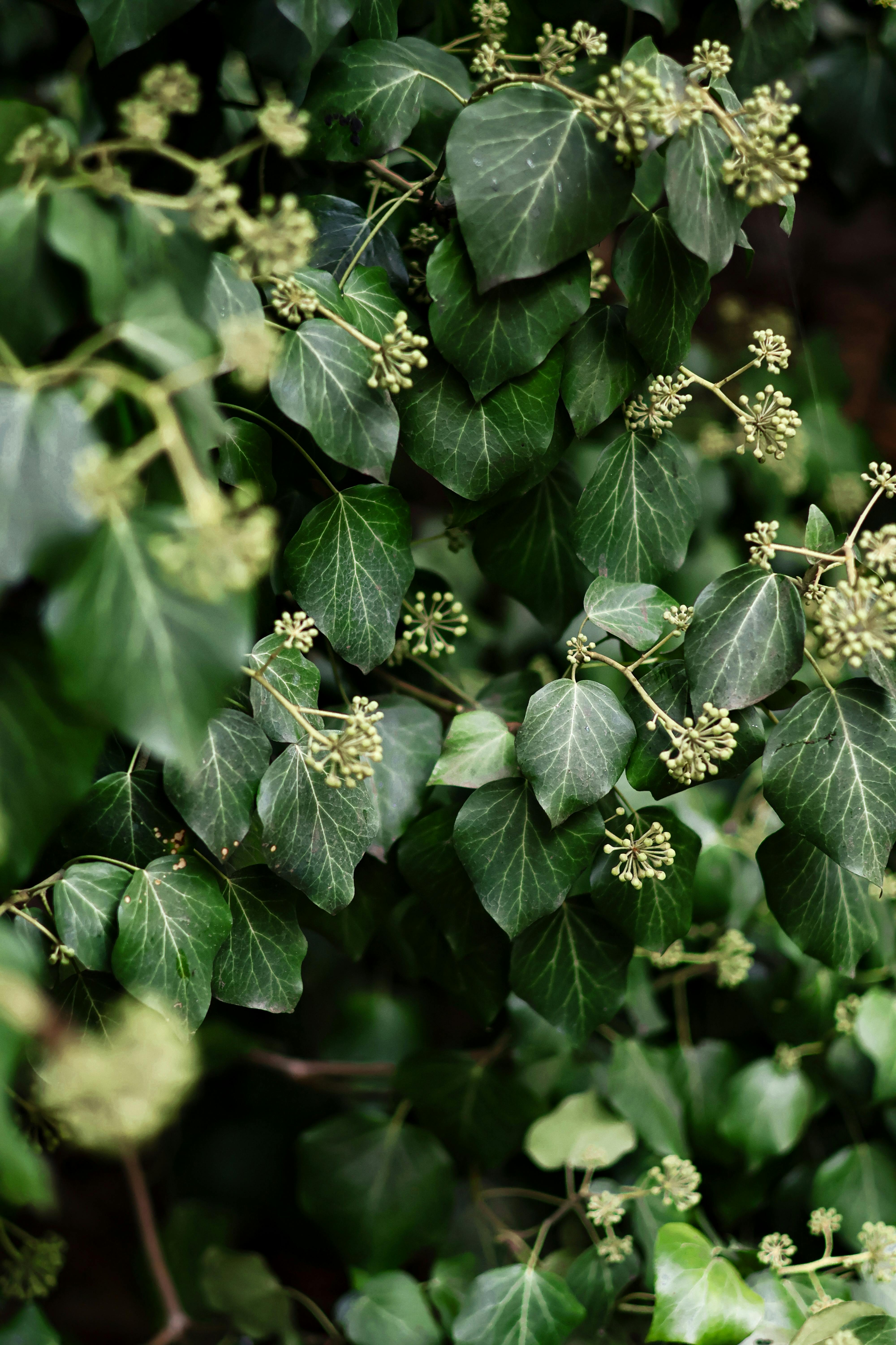 Ilmainen Yksityiskohtainen näkymä vihreistä muratinlehdistä ja niiden kukinnoista, jotka esittelevät luonnollista tekstuuria ja vehreyttä. Kuvapankkikuva