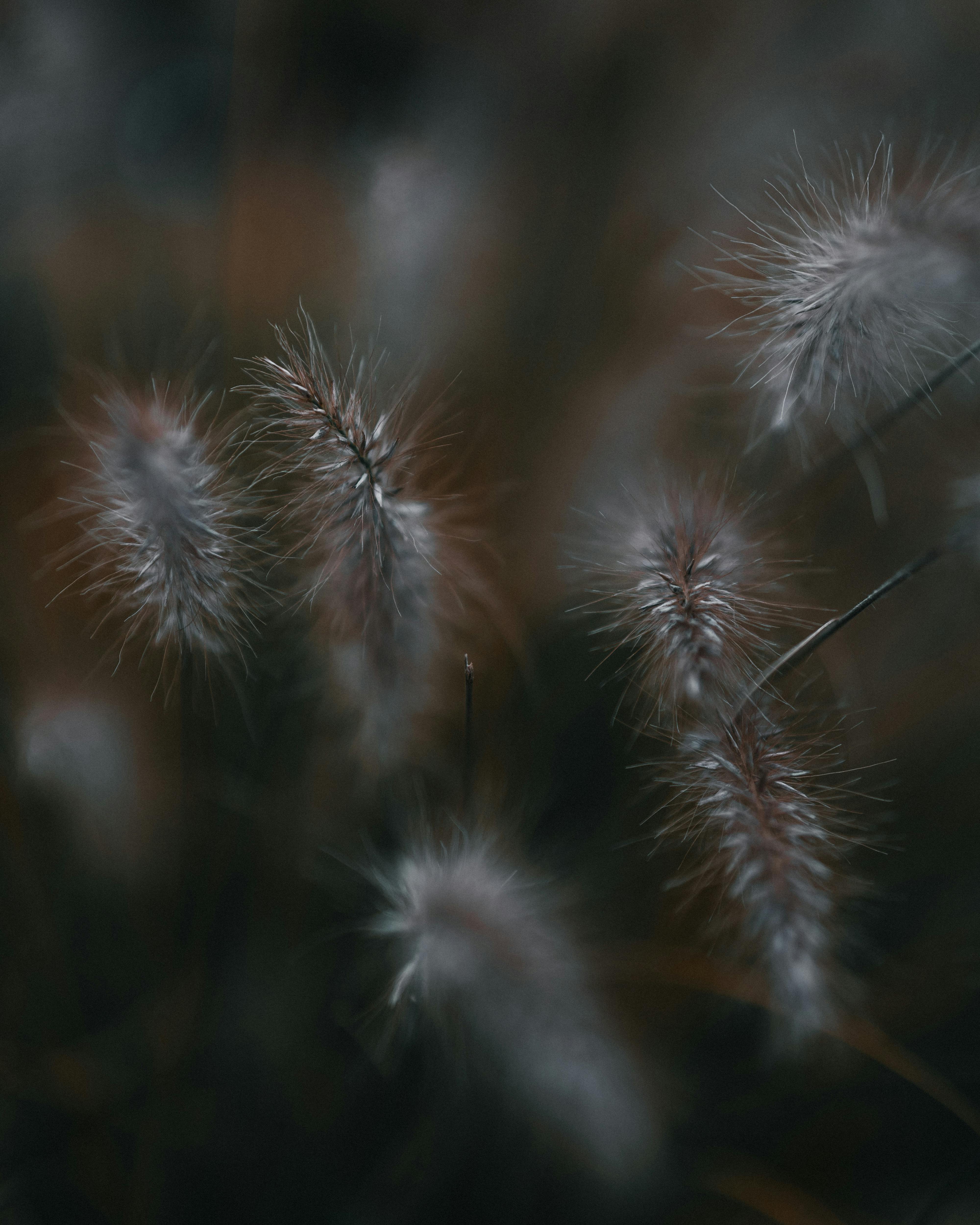 bezplatná Náladový detailní záběr měkkých, chlupatých travních hlav v tlumeném osvětlení, zvýrazňující texturu a bokeh. Základová fotografie