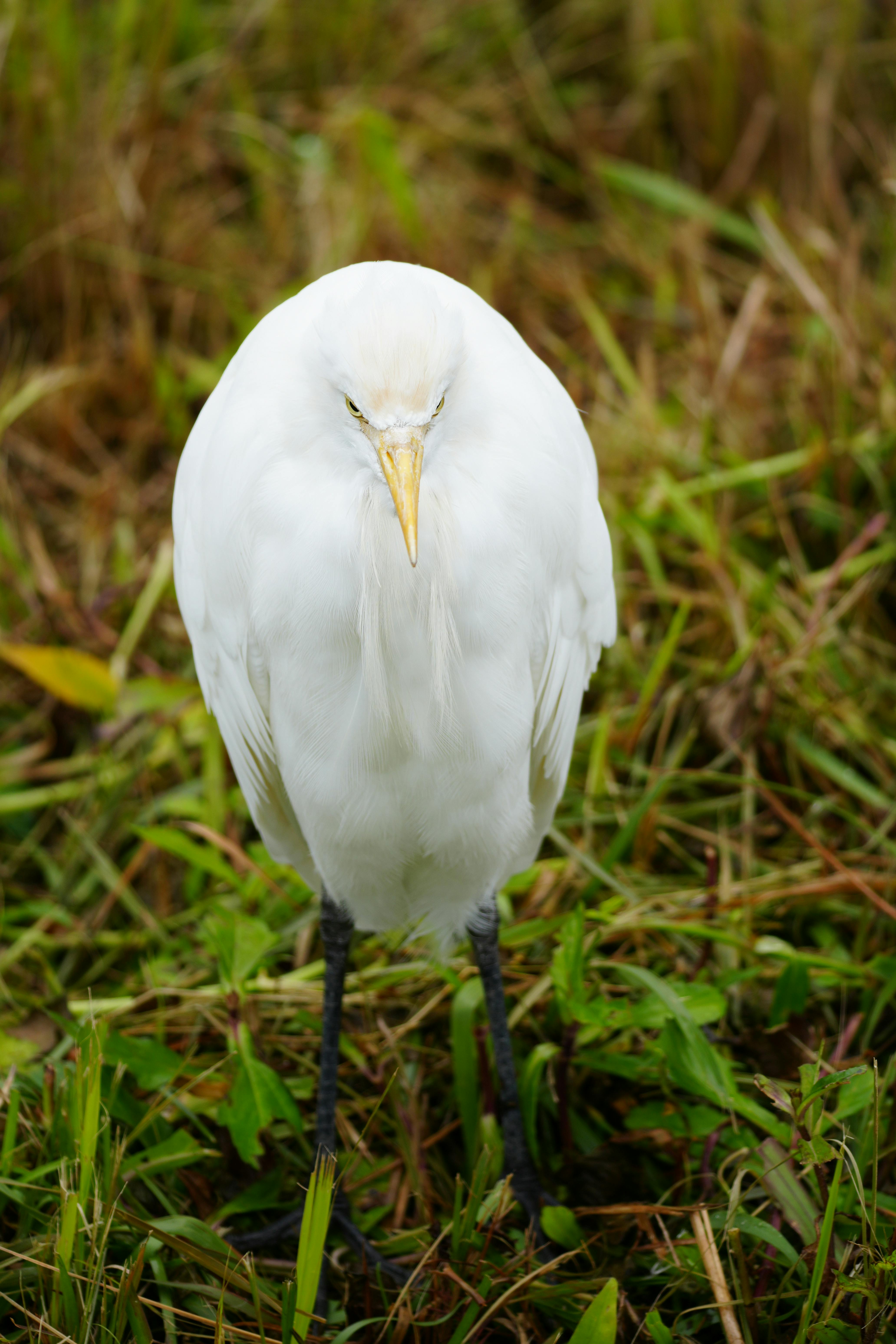 common:alt.prefix Lähikuva valkoisesta jalohaikarasta eloisan vihreässä ruohikossa esittelemässä eleganttia höyhenpuvuaan. common:alt.postfix