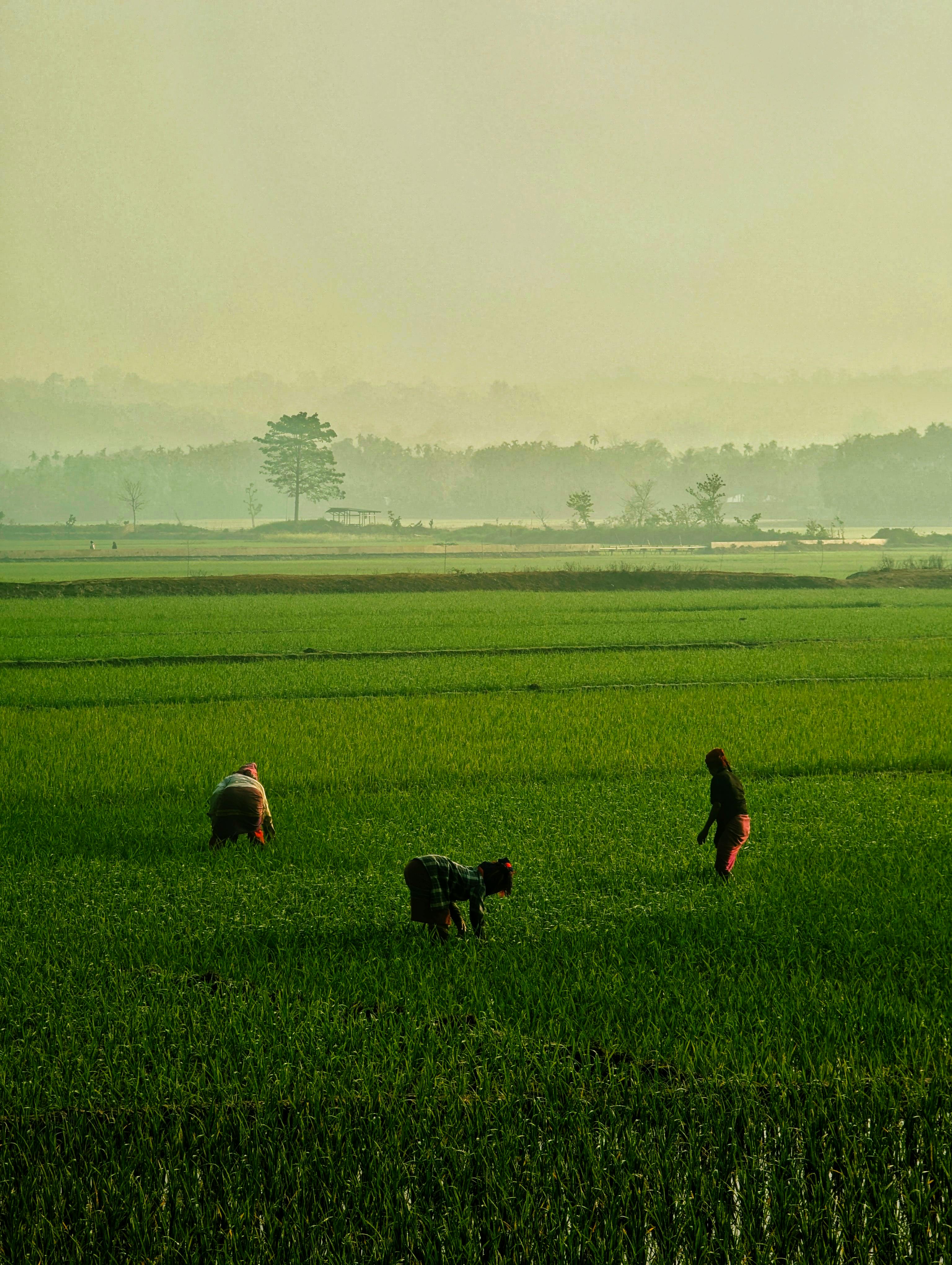 ฟรี ภาพชาวนาสามคนกำลังทำงานในนาข้าวสีเขียวชอุ่มยามพระอาทิตย์ขึ้น สะท้อนให้เห็นถึงแก่นแท้ของการเกษตรในชนบท คลังภาพถ่าย