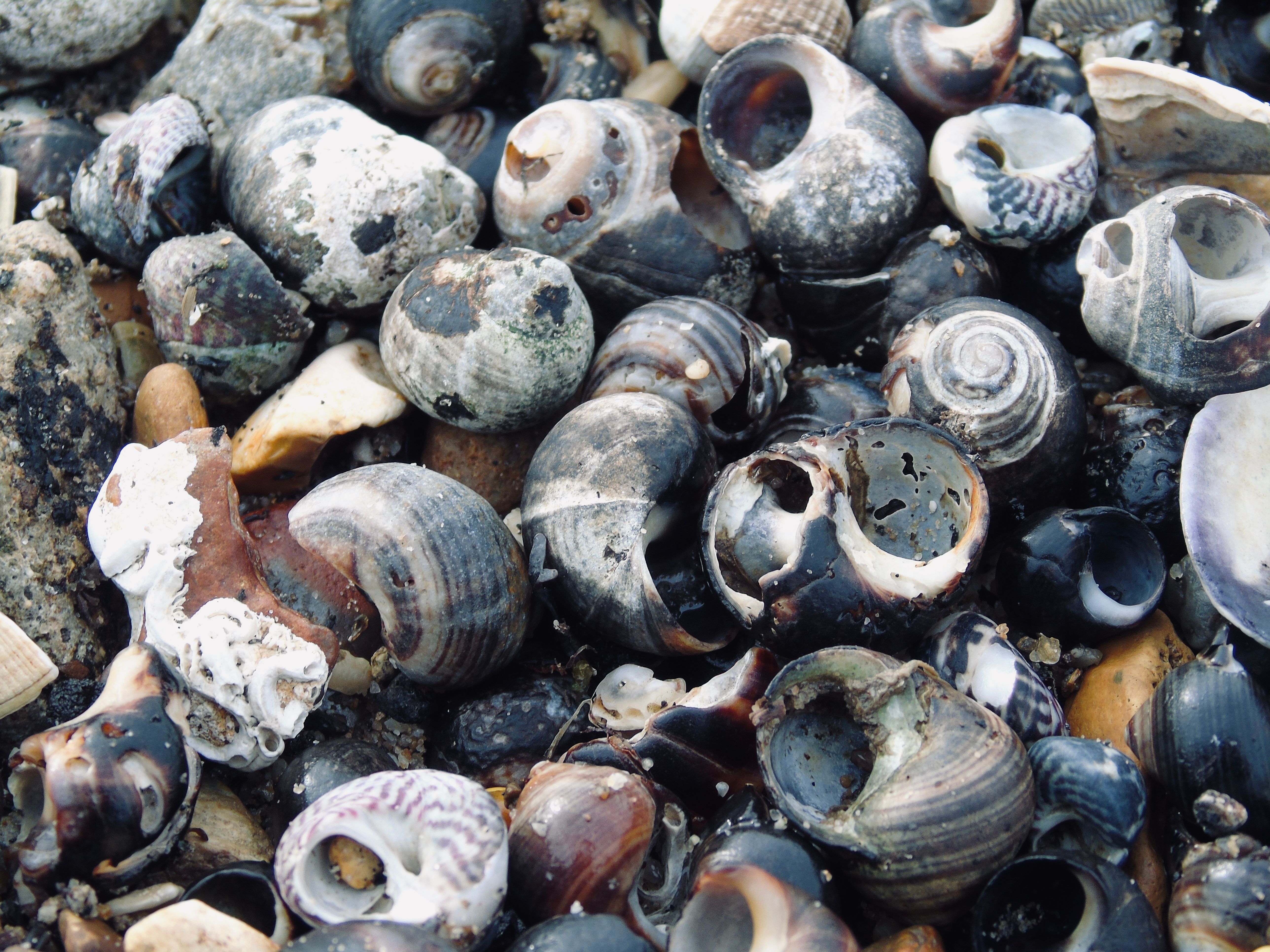 Close-up of Various Snail Shells on Rocky Beach · Free Stock Photo